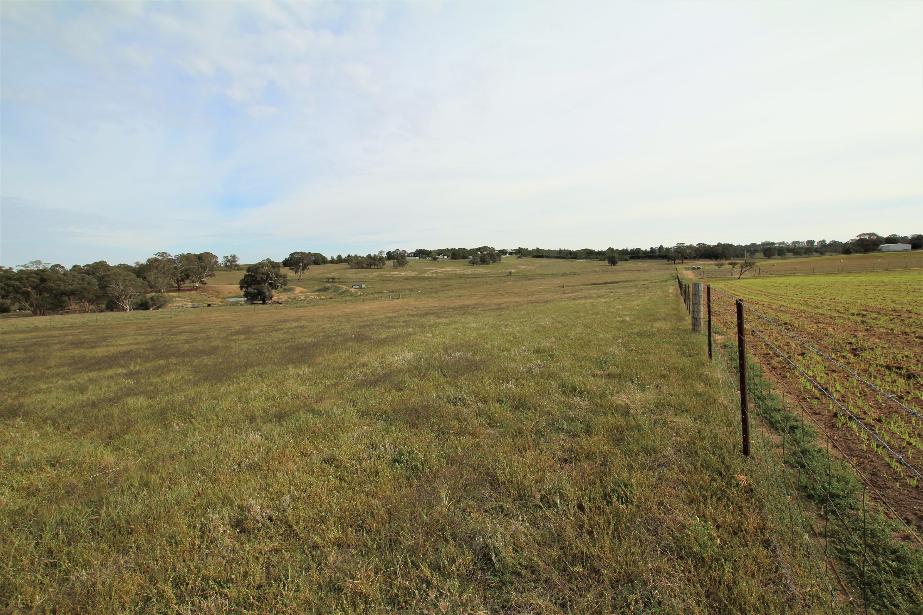 93 Prunevale Road Kingsvale, Young NSW 2594, Young - Thumbnail 4
