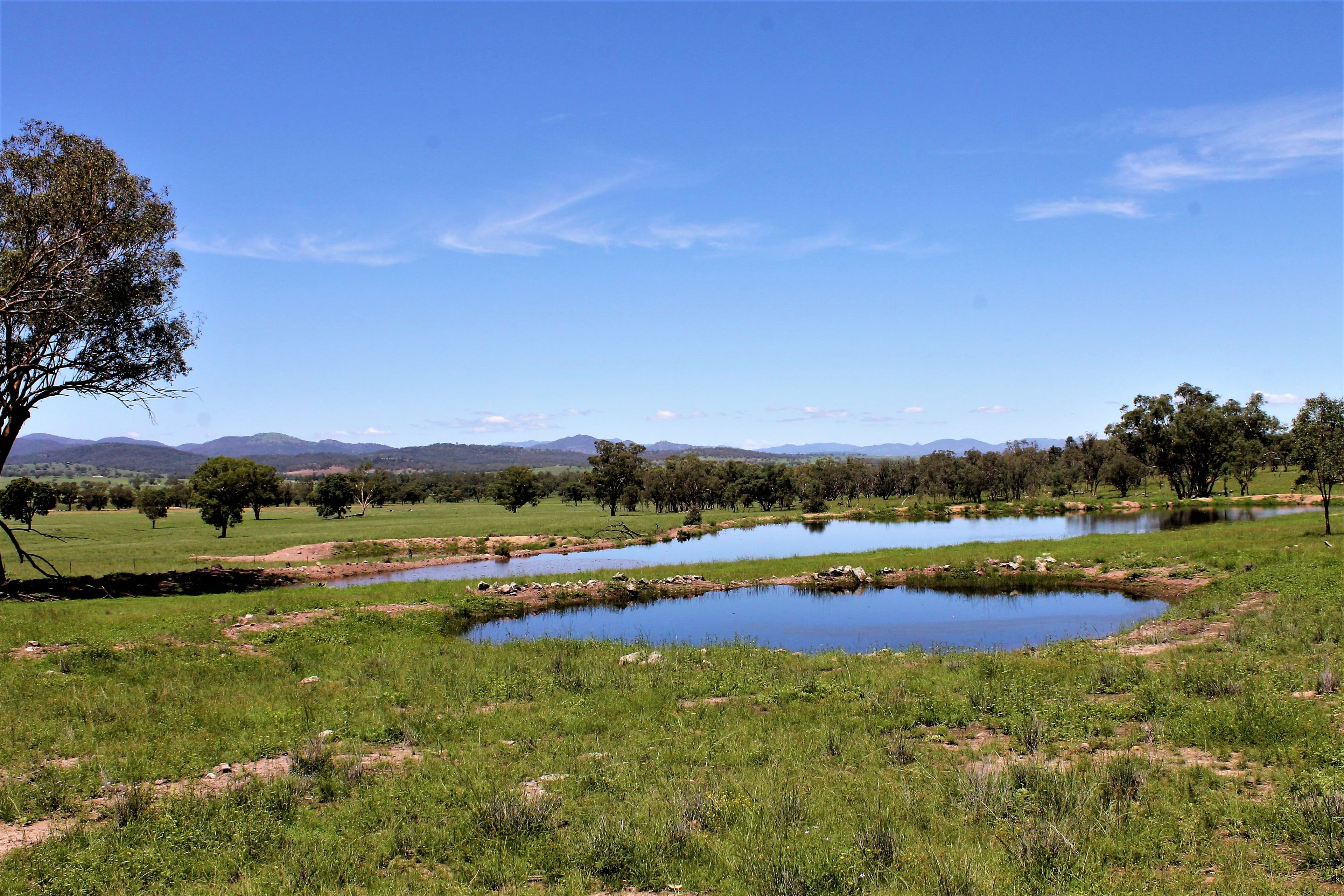 155 Paynes Road, Quirindi NSW 2343, Quirindi - Thumbnail 7
