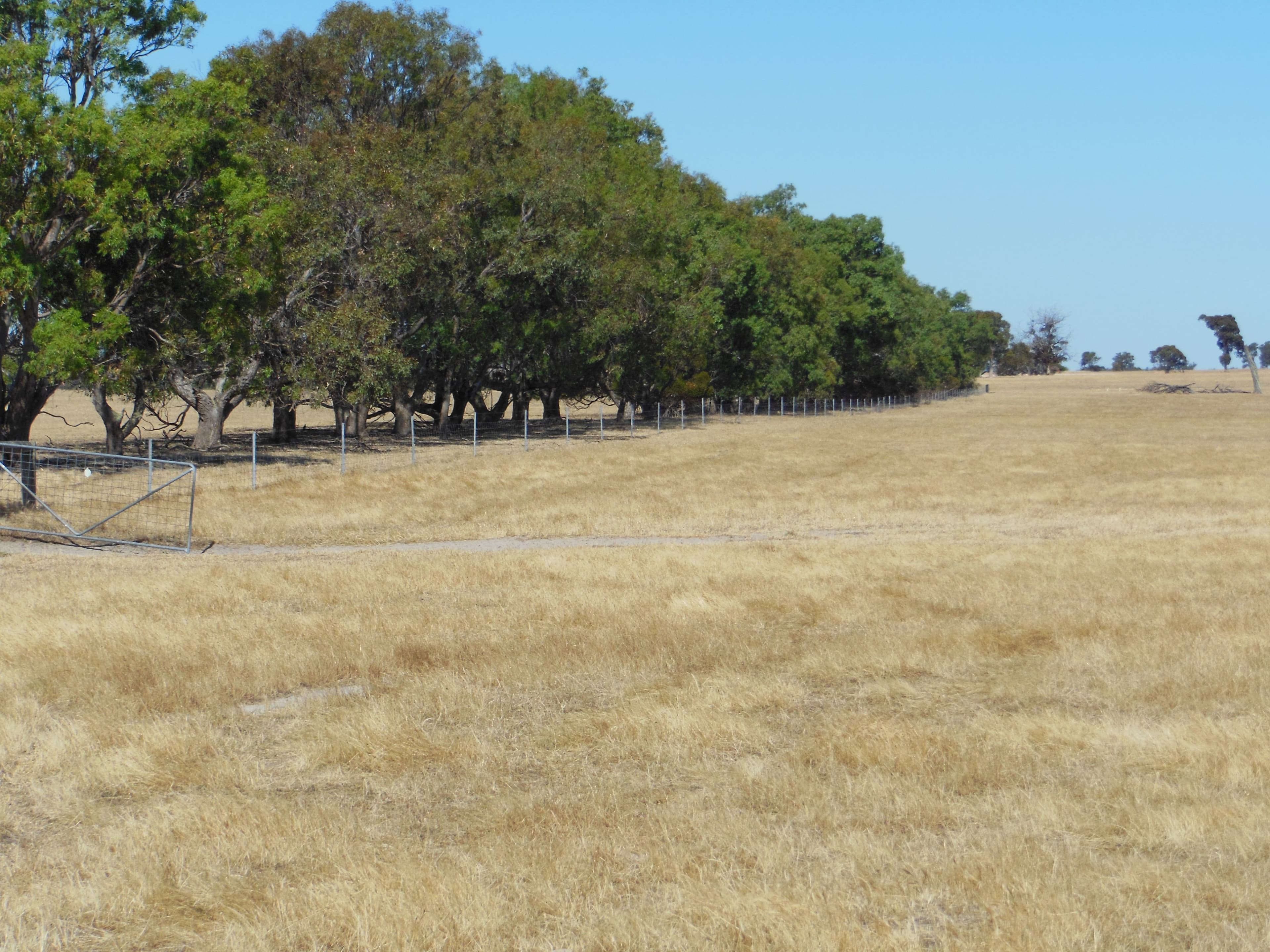Ronneby Park, 670 Youngs Road, Beaufort River WA 6394, Beaufort River - Thumbnail 5