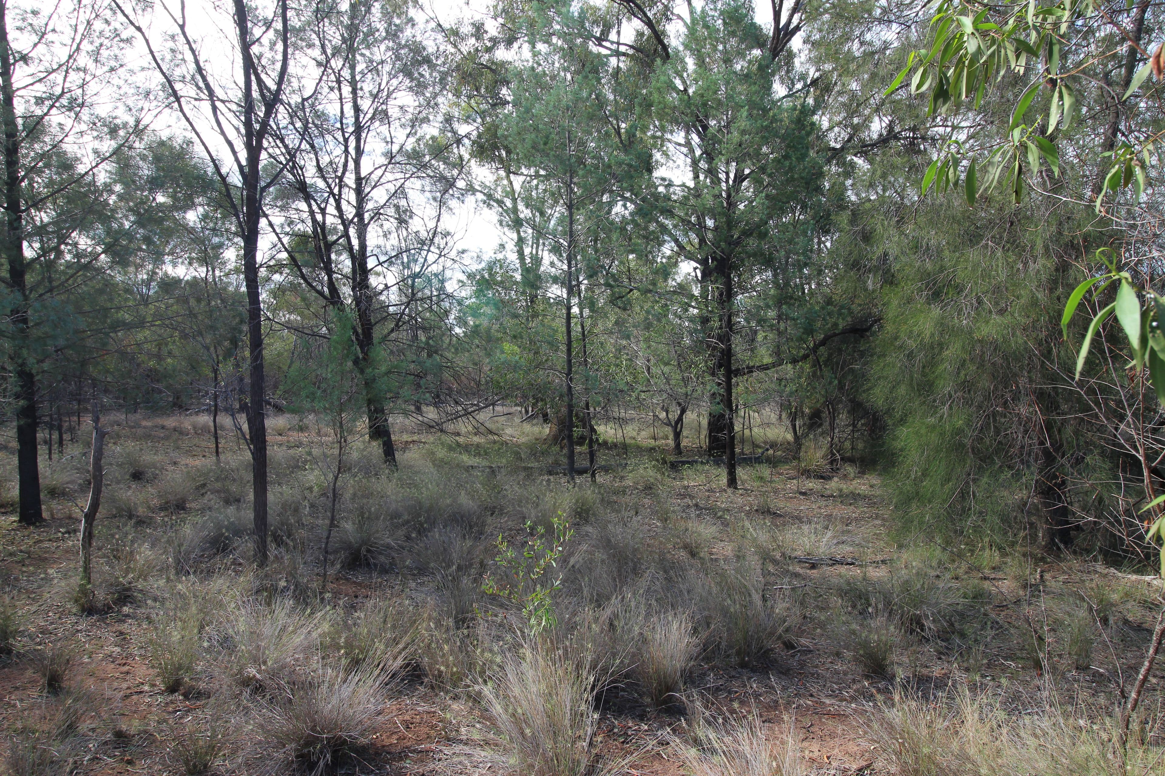 209 Kytes Road, Tara QLD 4421, Tara - Thumbnail 2