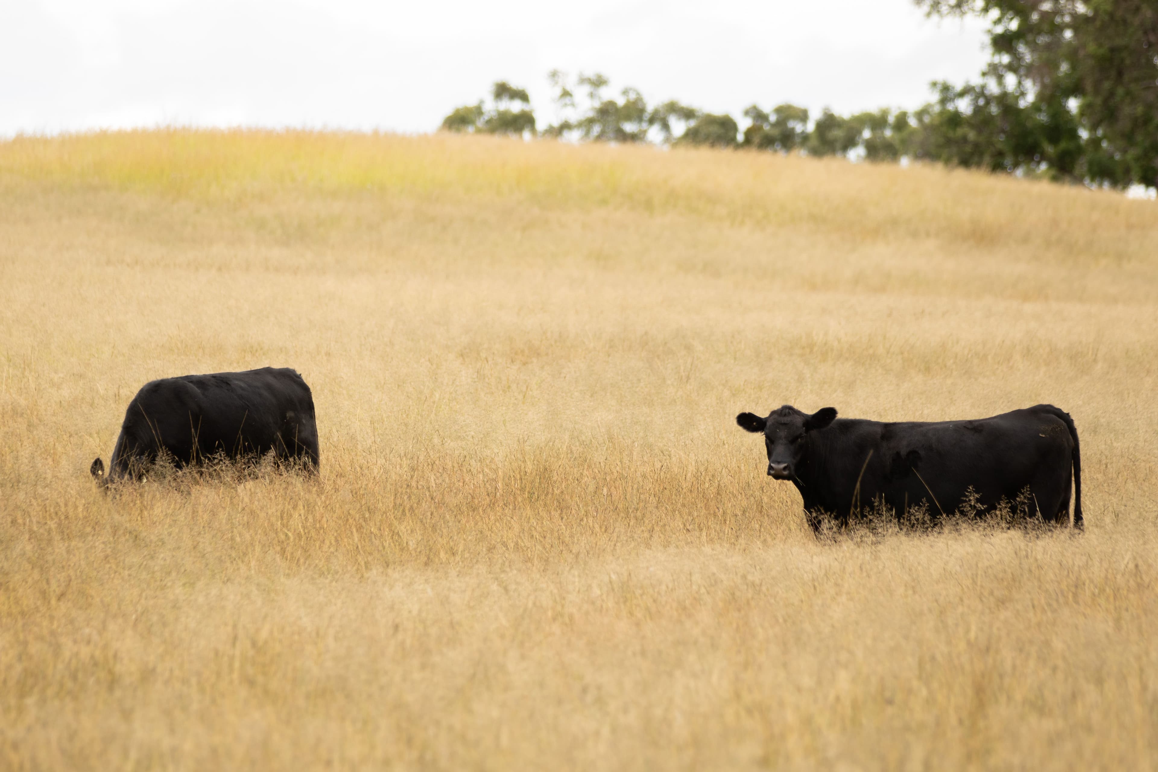 68 Ross Road, Tenterfield NSW 2372, Tenterfield - Thumbnail 6