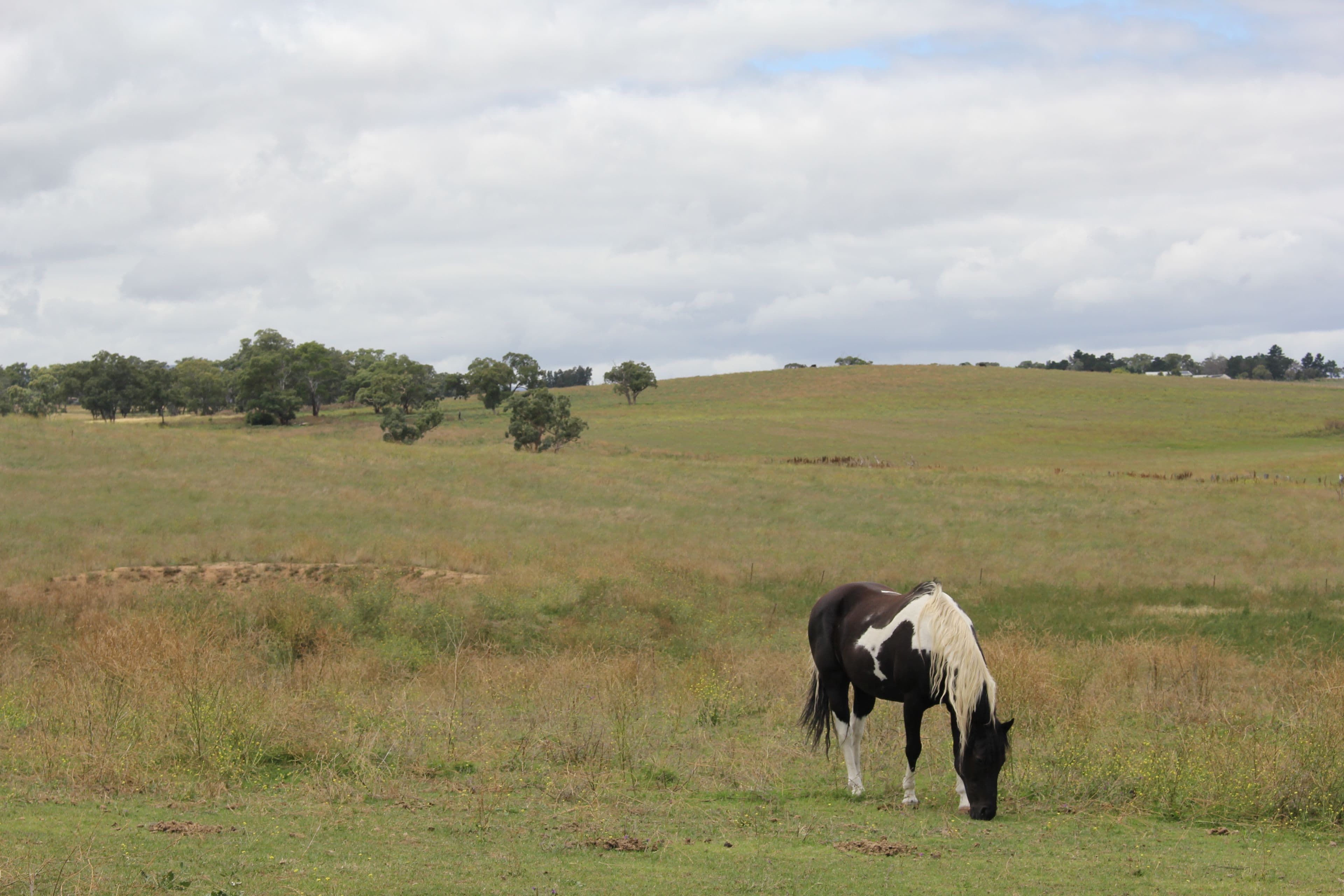 722 Sofala Road, Laffing Waters NSW 2795, Laffing Waters - Thumbnail 8