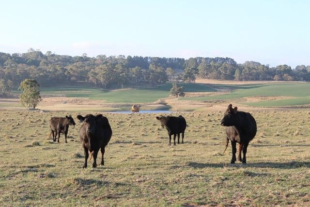 238 Harveys Road, Oberon NSW 2787, Oberon - Thumbnail 4