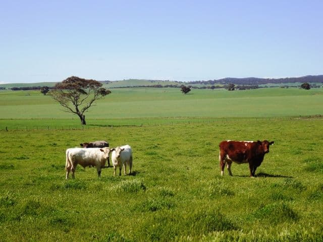 85 Harding Road, Manoora SA 5414, Manoora - Thumbnail 5