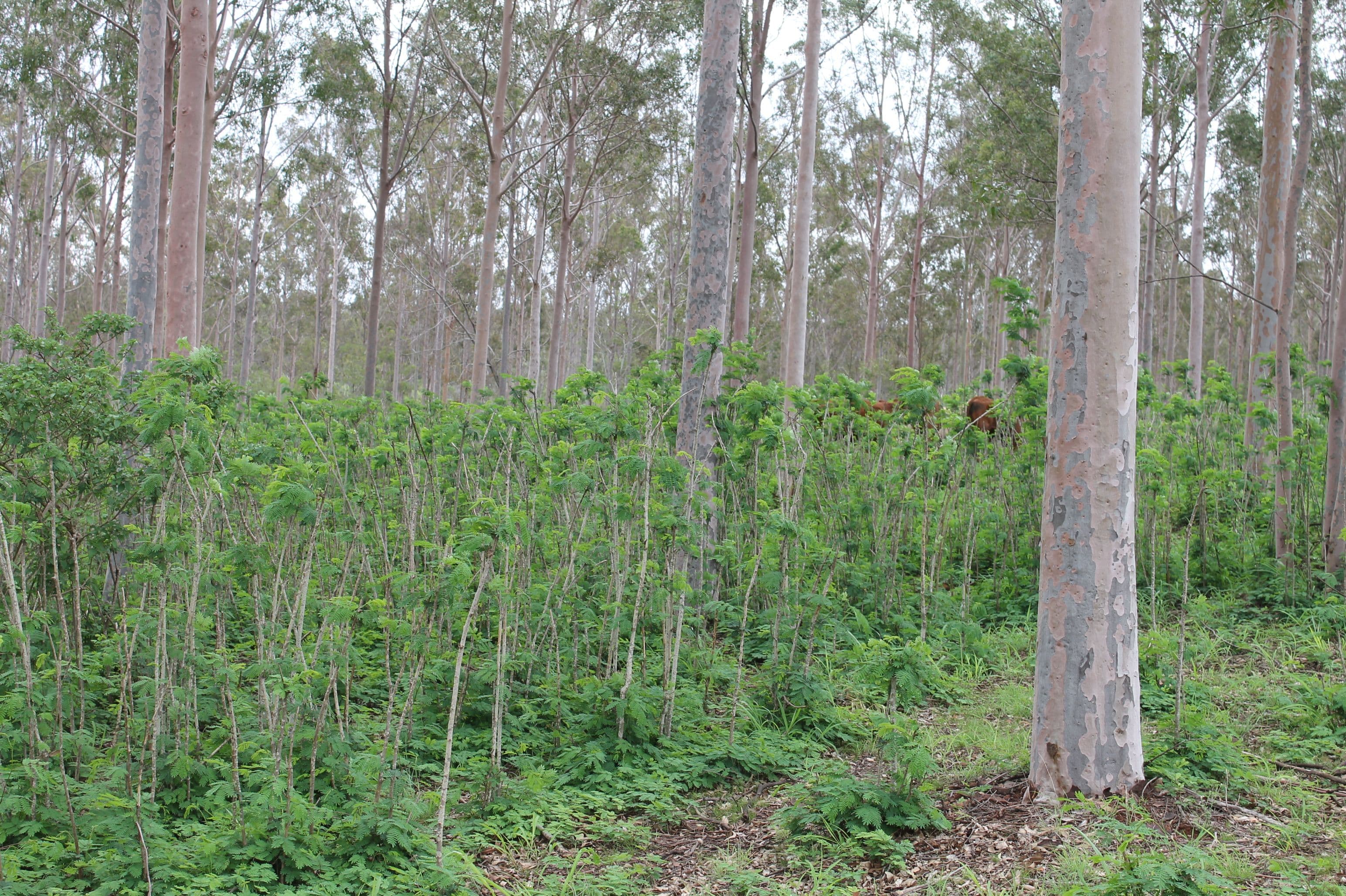 Lot 189 Birt Road, Memerambi QLD 4610, Memerambi - Thumbnail 4