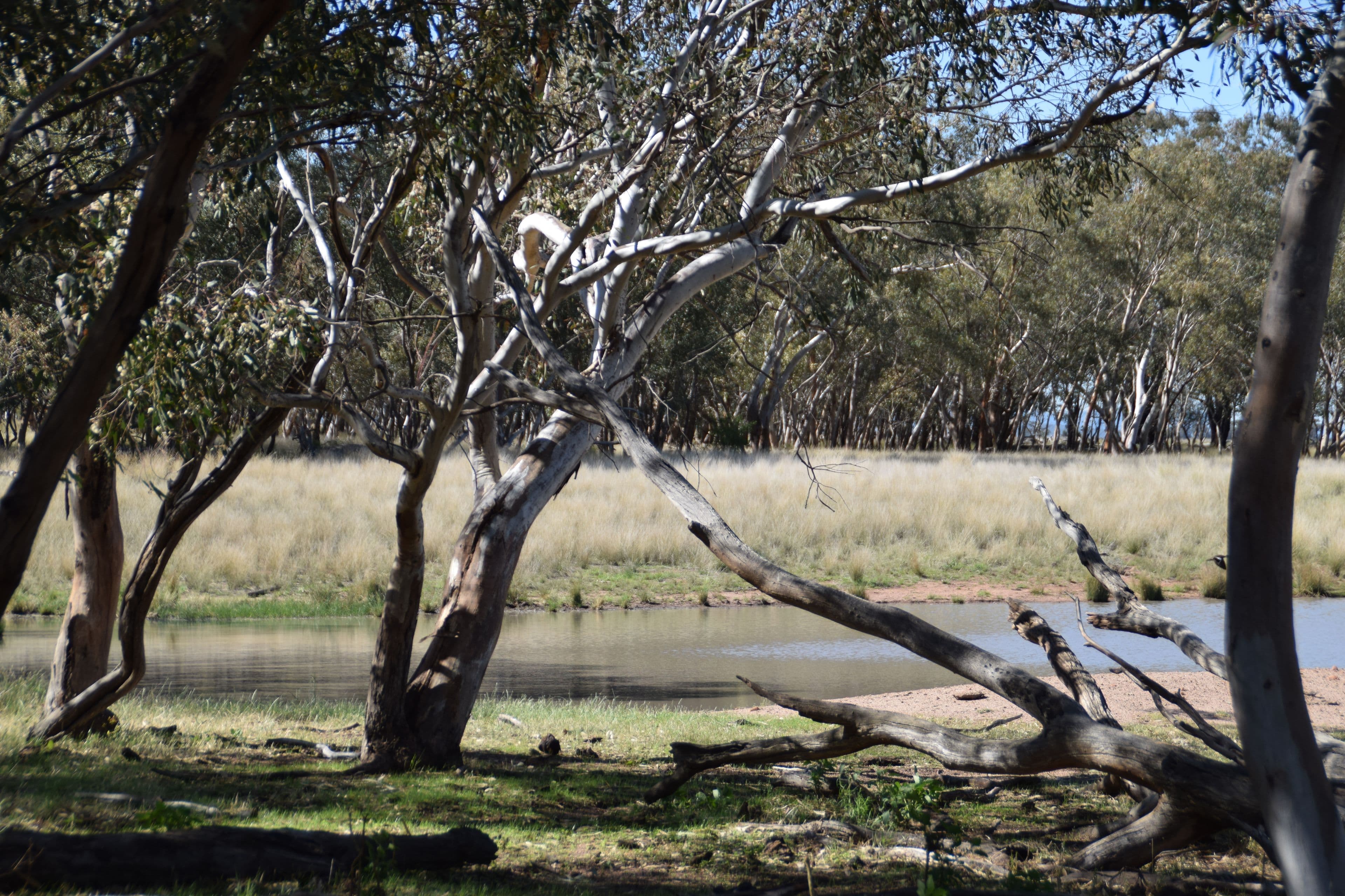'Leawarra' Tomingley Road, Narromine NSW 2821, Narromine - Thumbnail 7