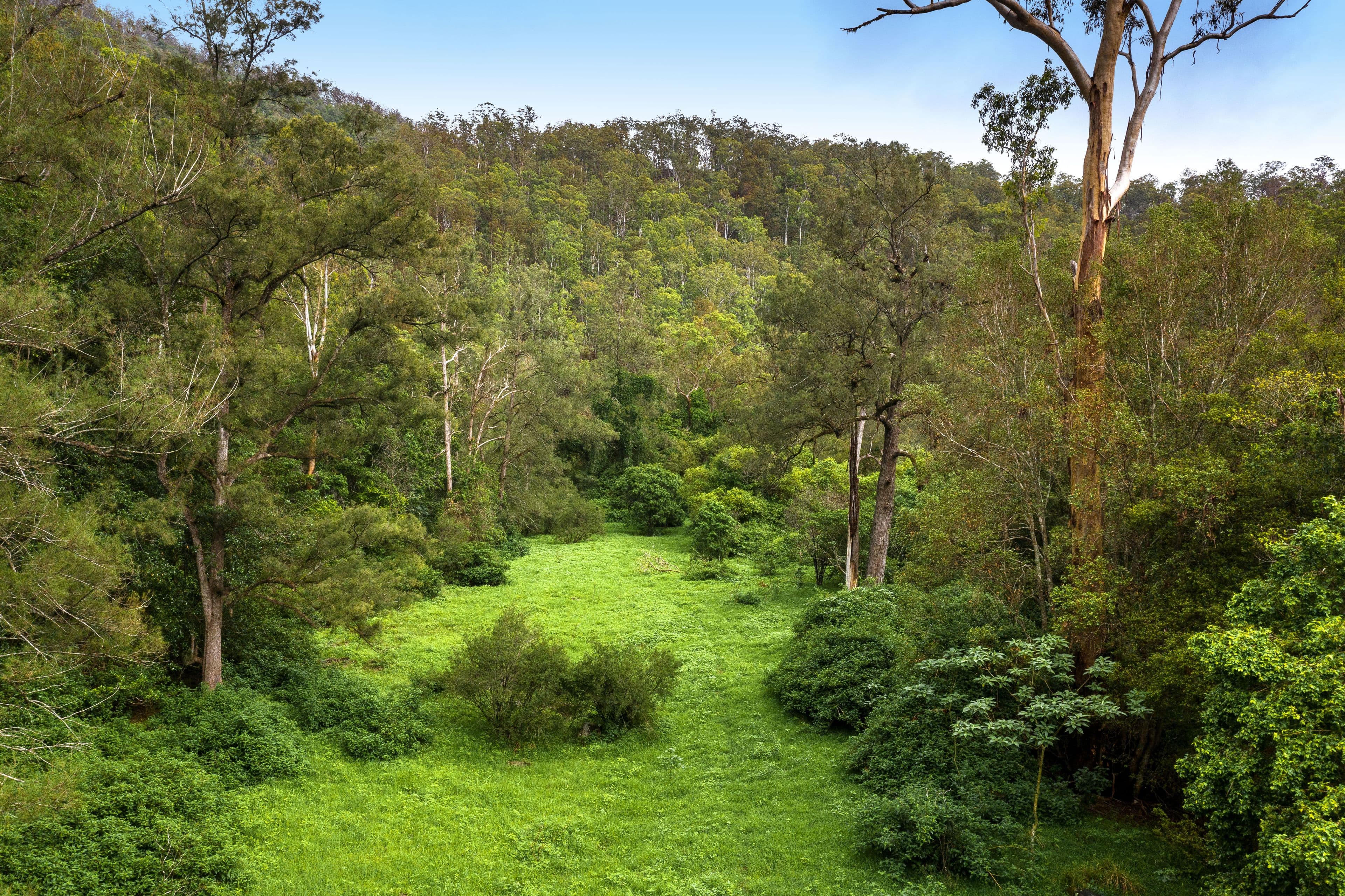 Lot 154 Cells Road, Cells River NSW 2424, Cells River - Thumbnail 8