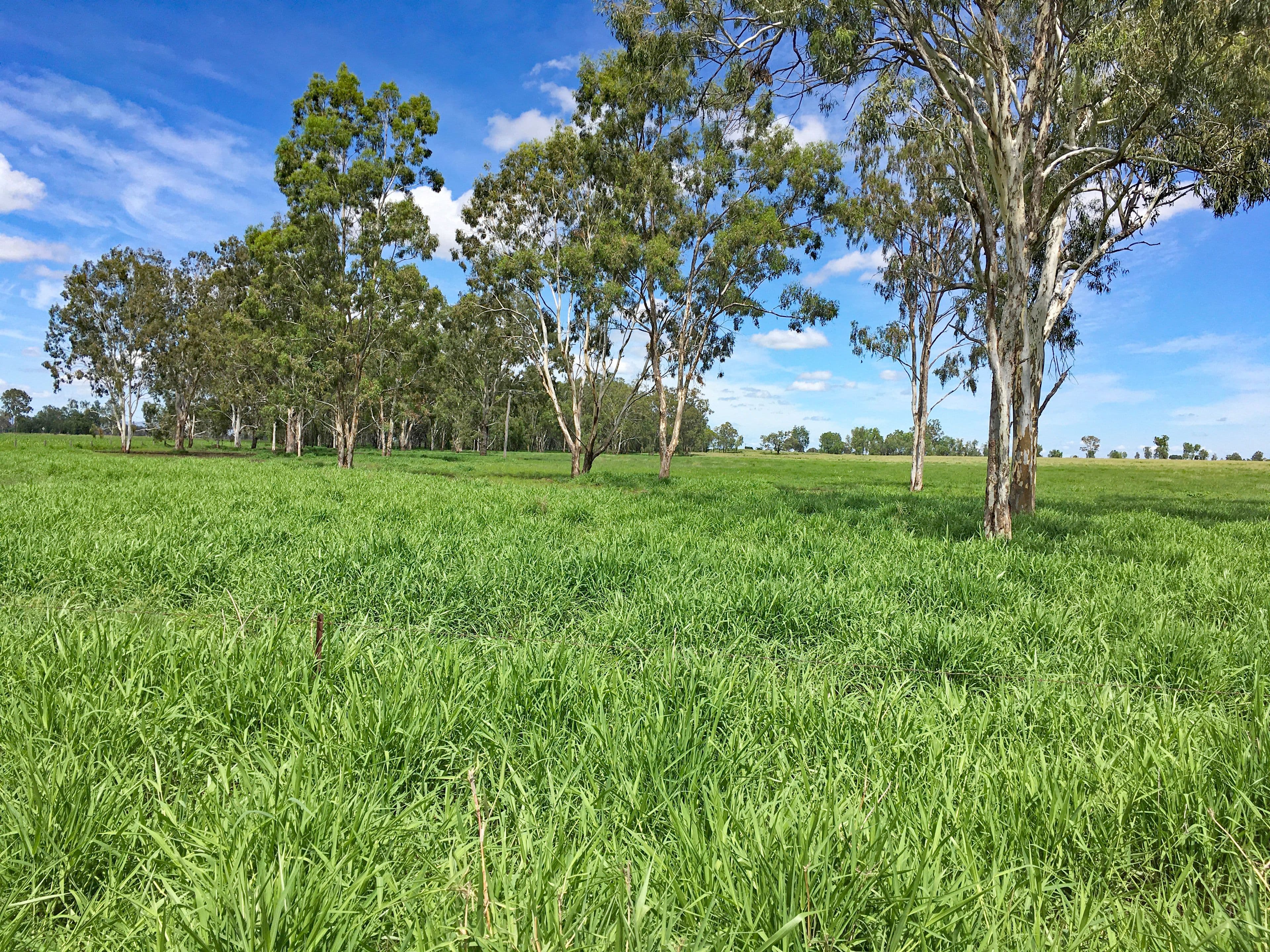 225 Biloela Callide Road, Mount Murchison QLD 4715, Mount Murchison - Thumbnail 6