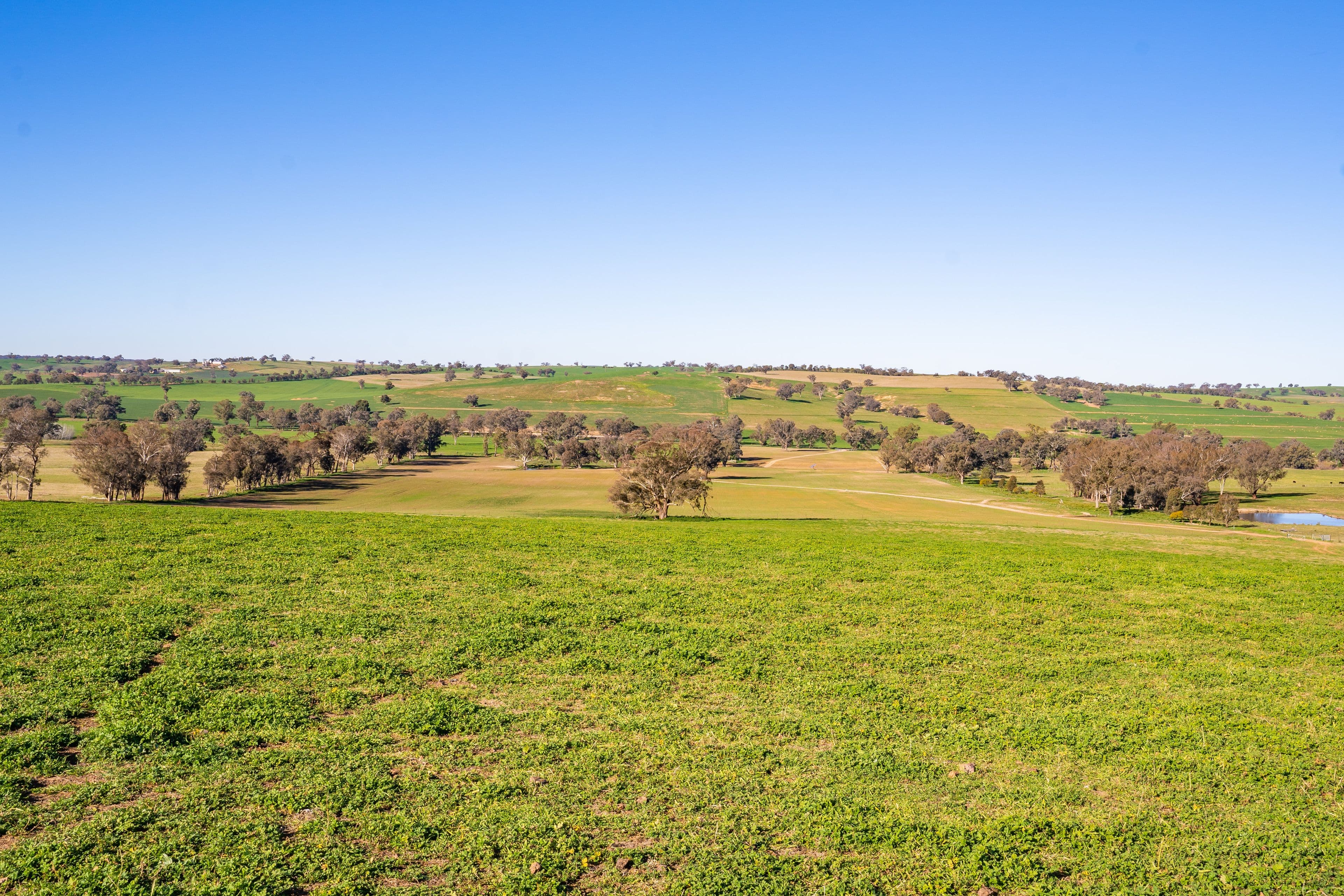 'Eastview' Greenethorpe Road, Greenethorpe NSW 2809, Greenethorpe - Thumbnail 2