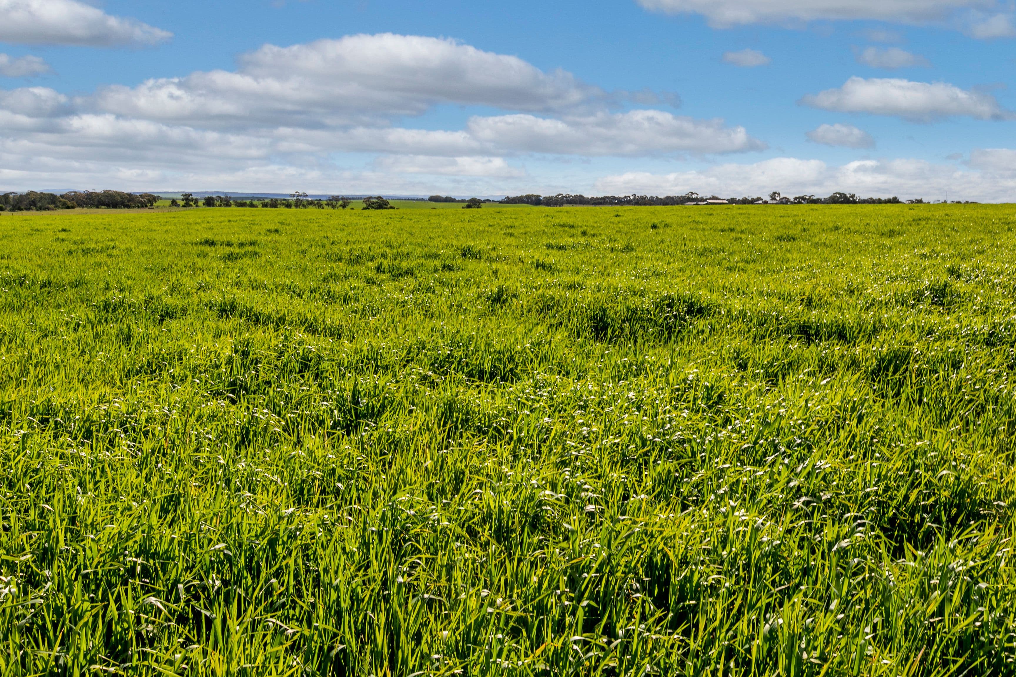 'Dieners' - Lot 1176 Longs Road, Woods Point SA 5253, Woods Point - Thumbnail 8