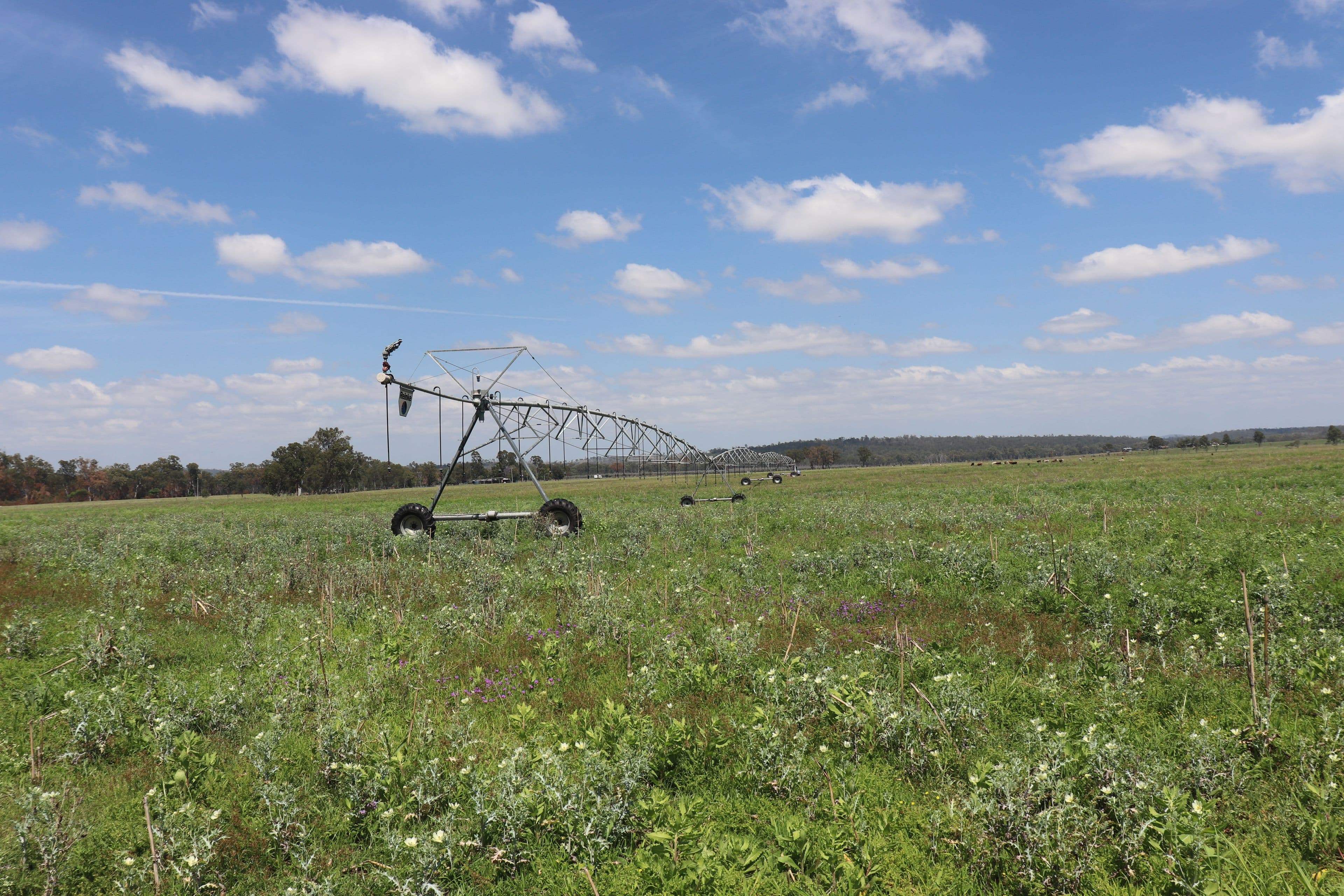 Belmore 24962 Burnett Highway, Eidsvold QLD 4627, Eidsvold - Thumbnail 4