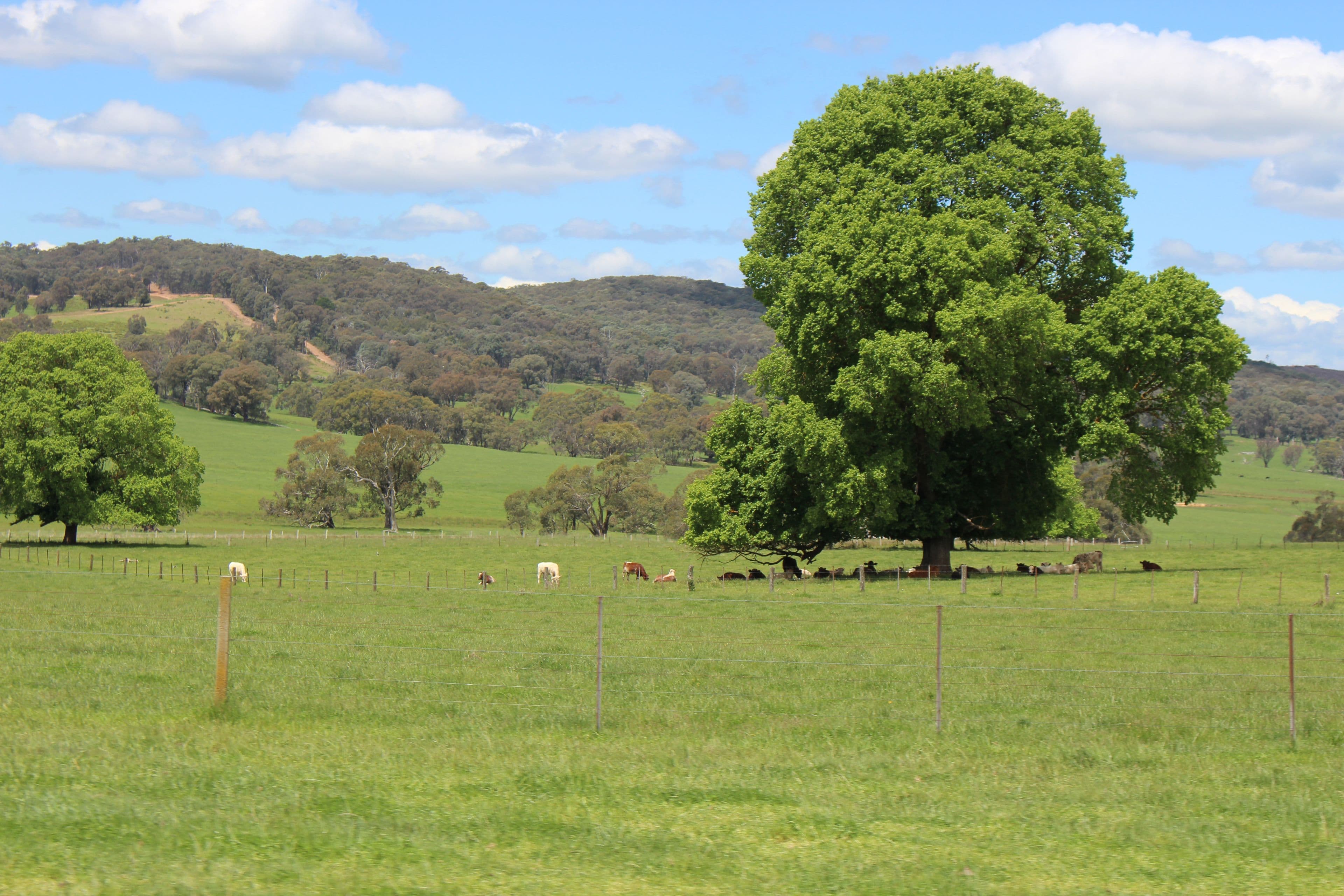 185 Old Taradale Road, Rosewood NSW 2652, Rosewood - Thumbnail 6