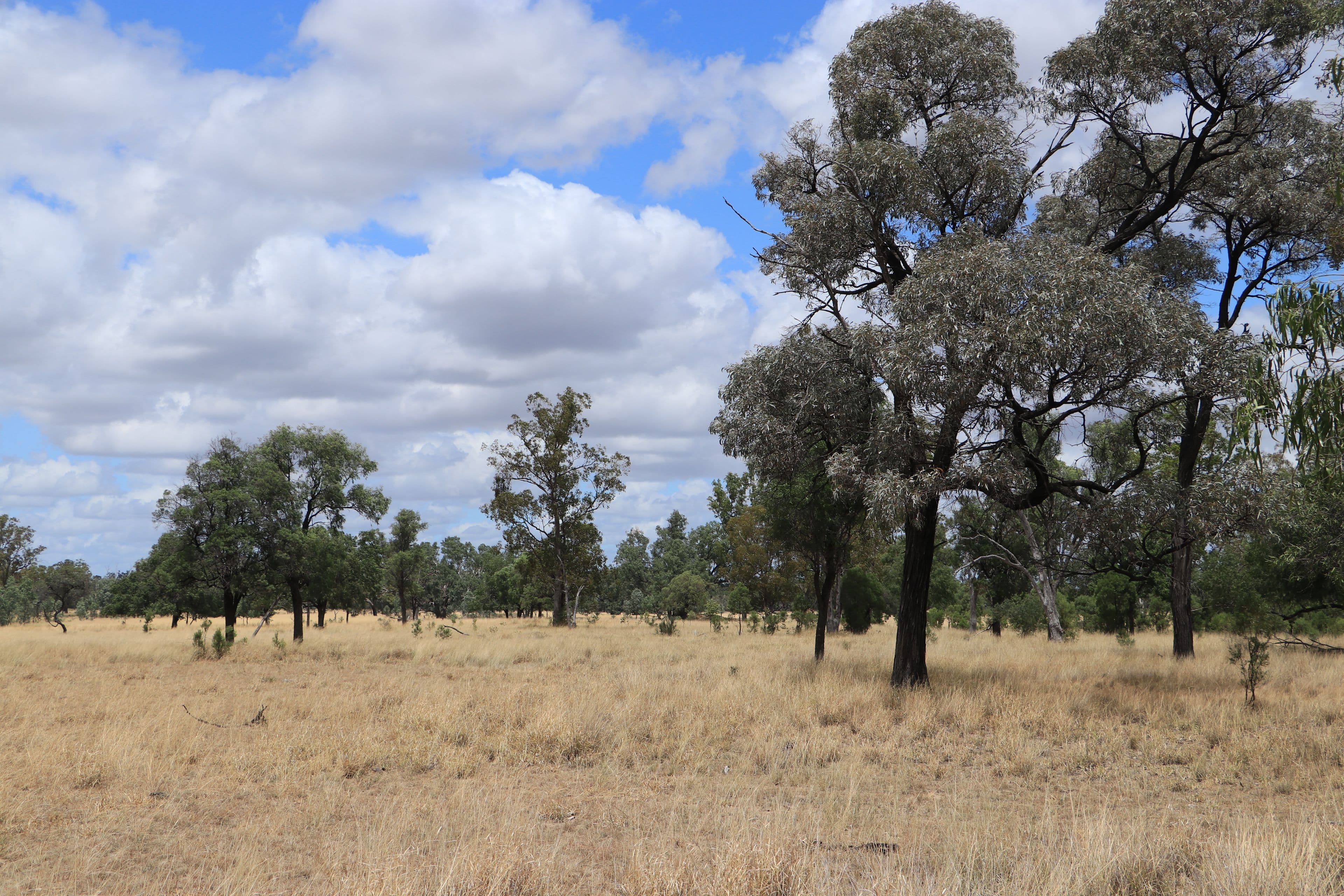 445 Six Mile Road, Roma QLD 4455, Roma - Thumbnail 5