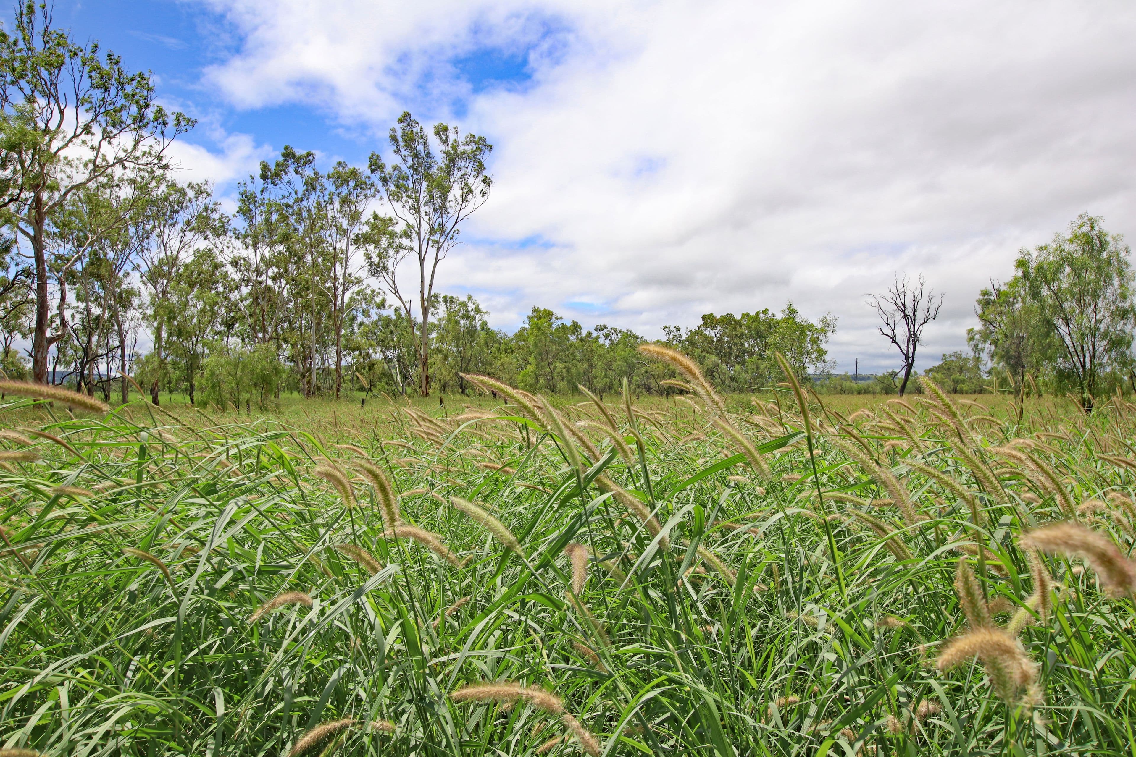 39222 Burnett Highway, Thangool QLD 4716, Thangool - Thumbnail 5