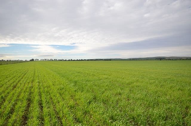 "Ashmore Farm" - Ashmore Smith Road, Mintaro SA 5415, Mintaro - Thumbnail 3
