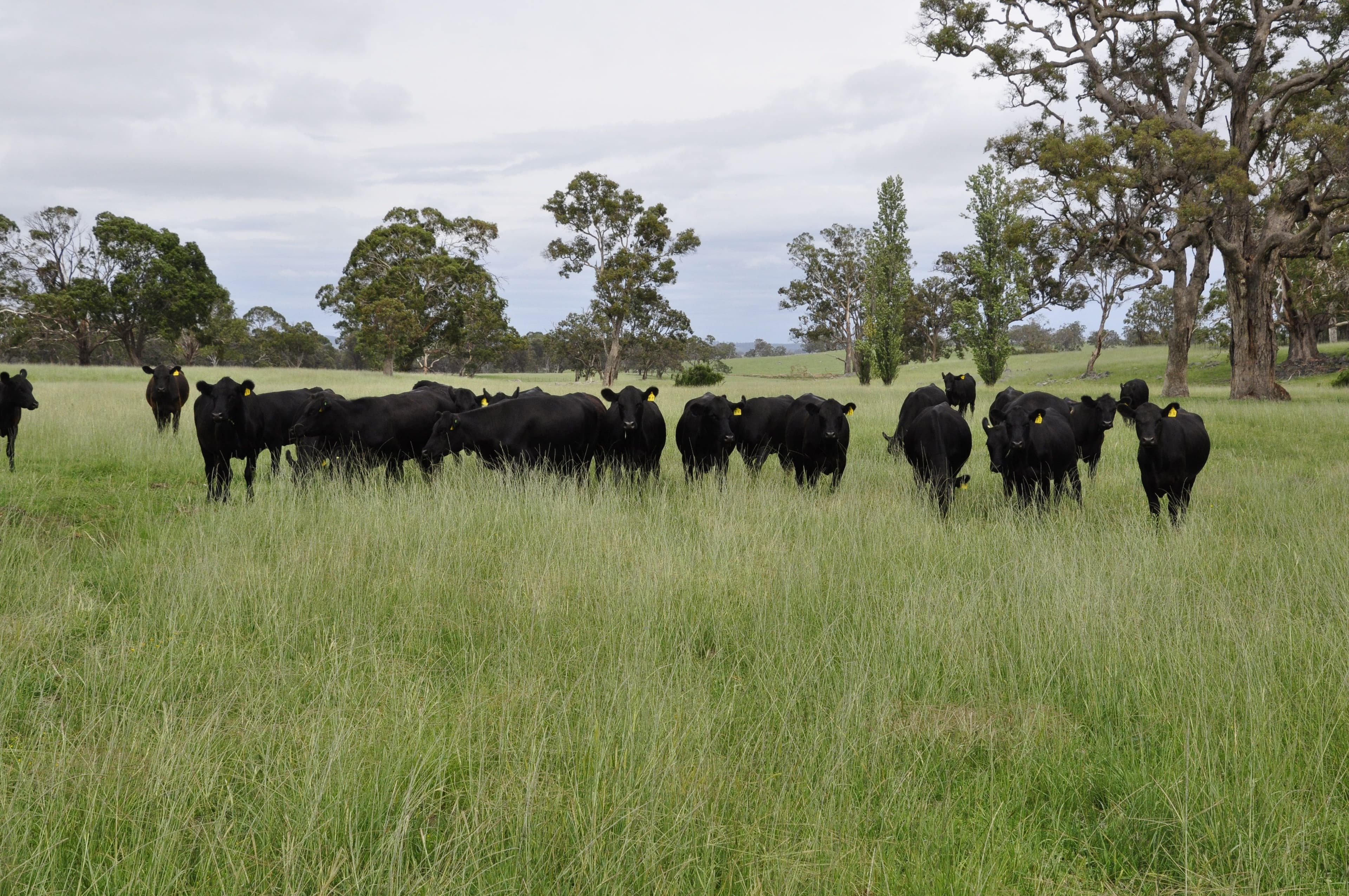 579 Wellington Vale Road, Deepwater NSW 2371, Deepwater - Thumbnail 8