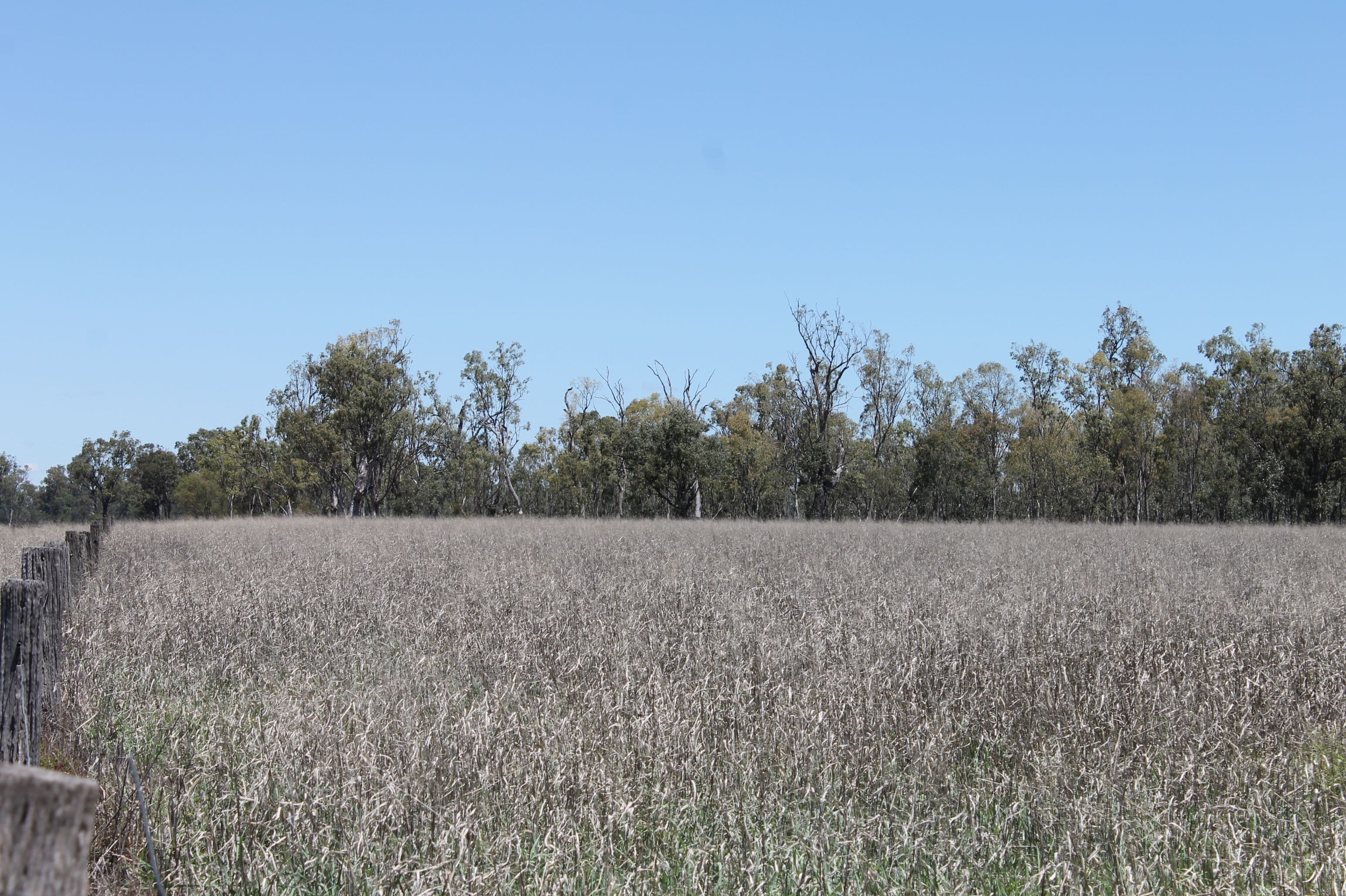 . MEENAWARRA HOUSE Block, CECIL PLAINS QLD 4407, Cecil Plains - Thumbnail 3