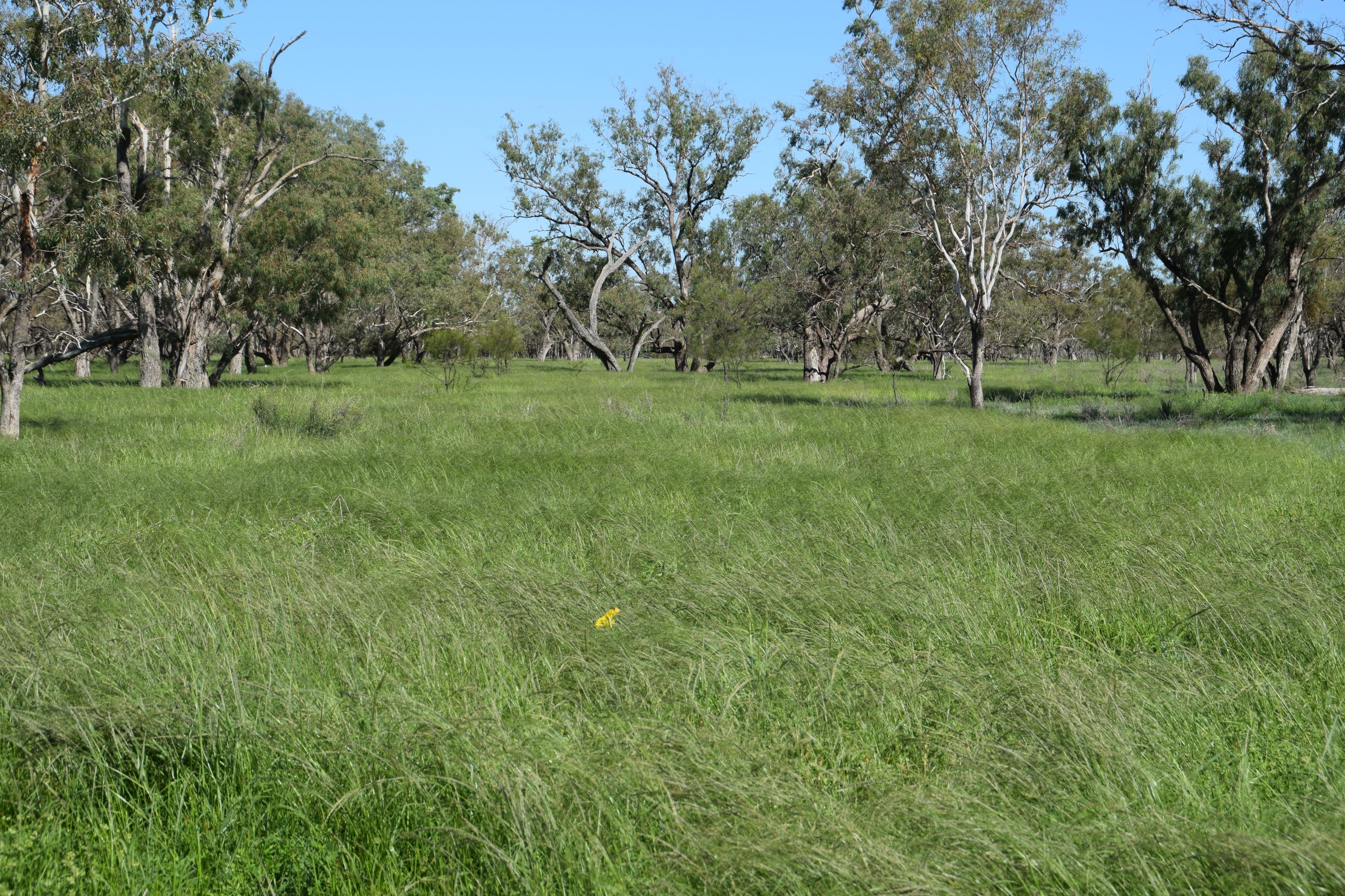 'Guiseley' 2606 Gingie Road, Walgett NSW 2832, Walgett - Image 1