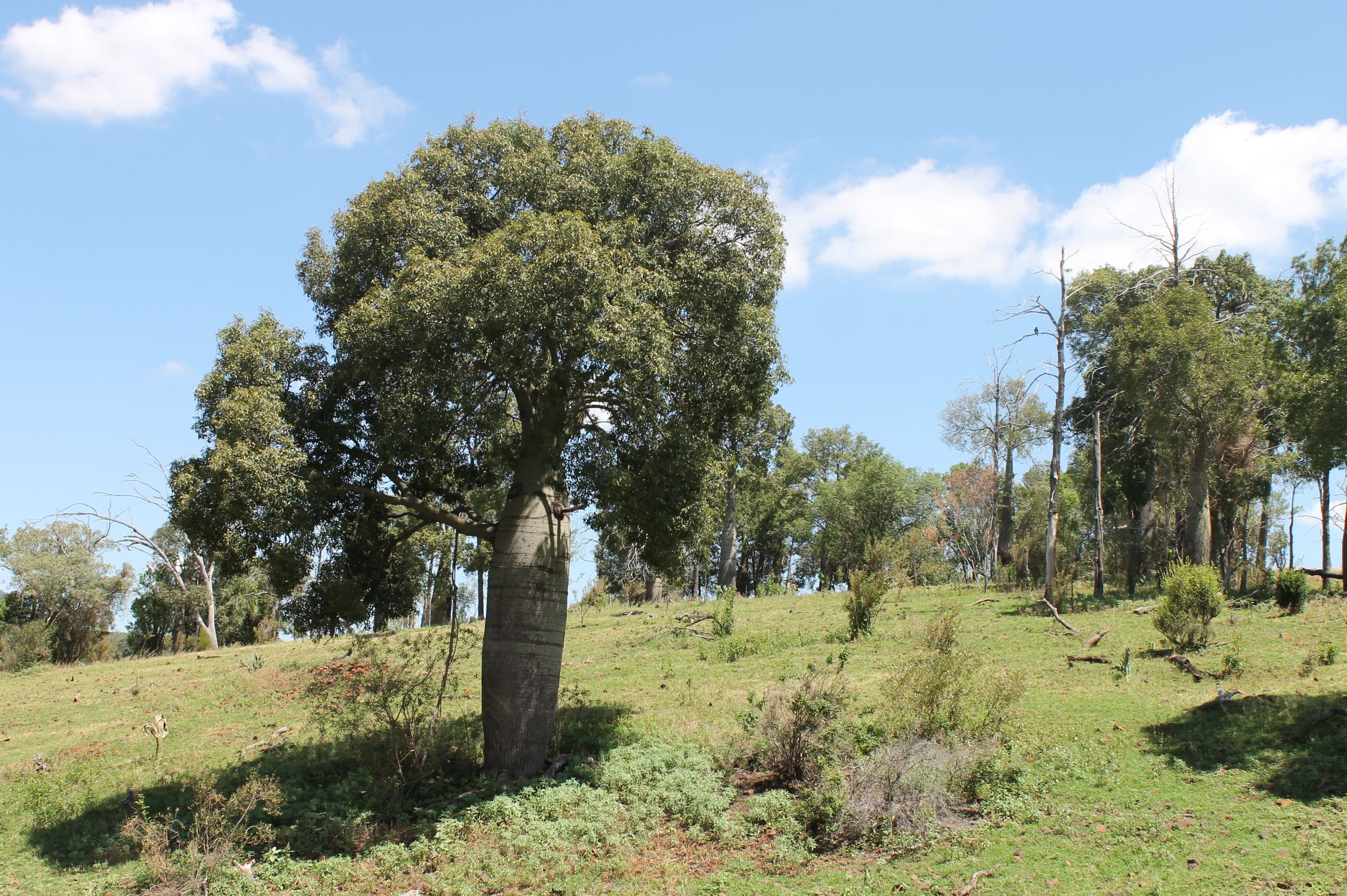 Bell QLD 4408, Bell - Thumbnail 2