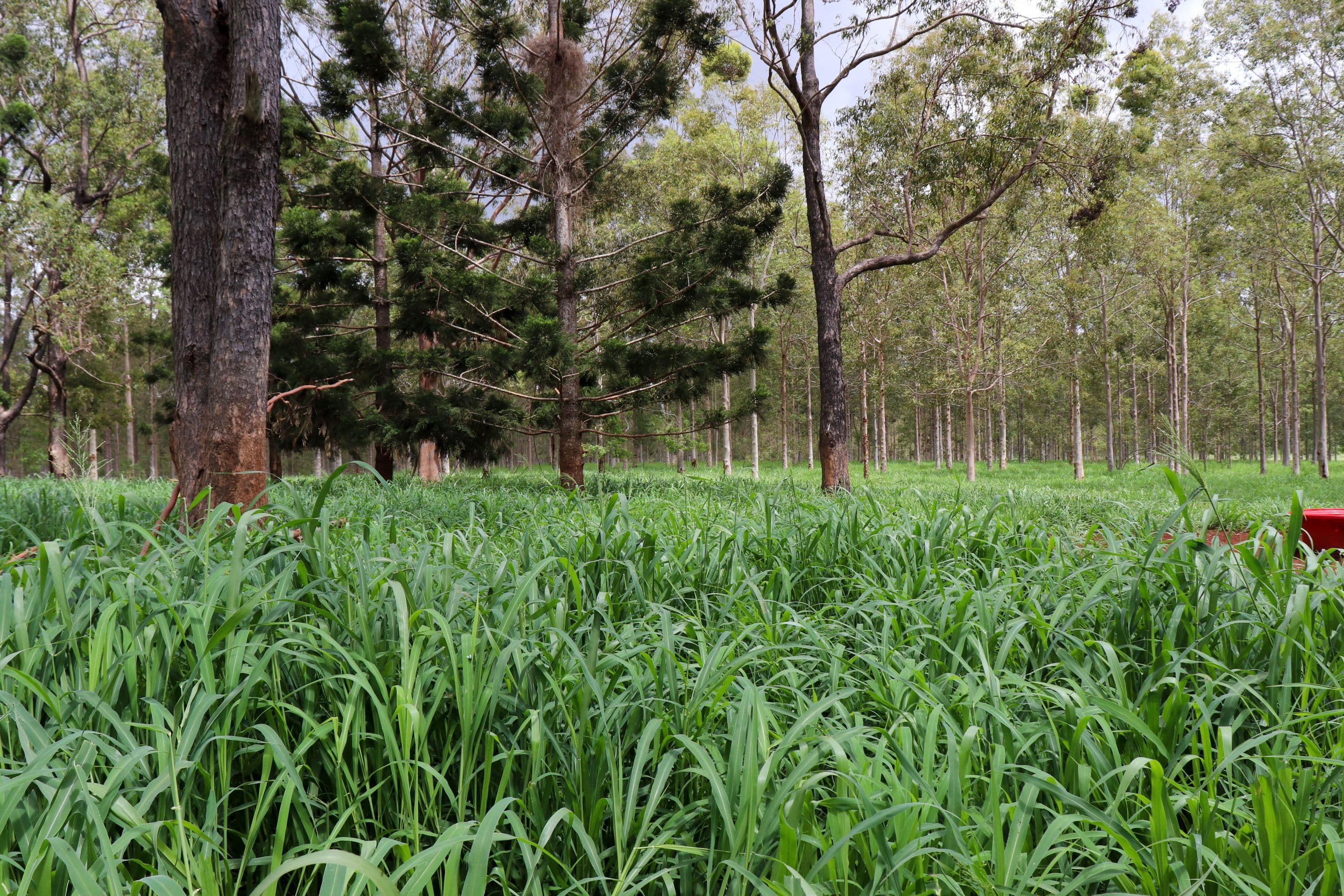 Lot 27 & 28 West Wooroolin Road, Wooroolin QLD 4608, Wooroolin - Thumbnail 4