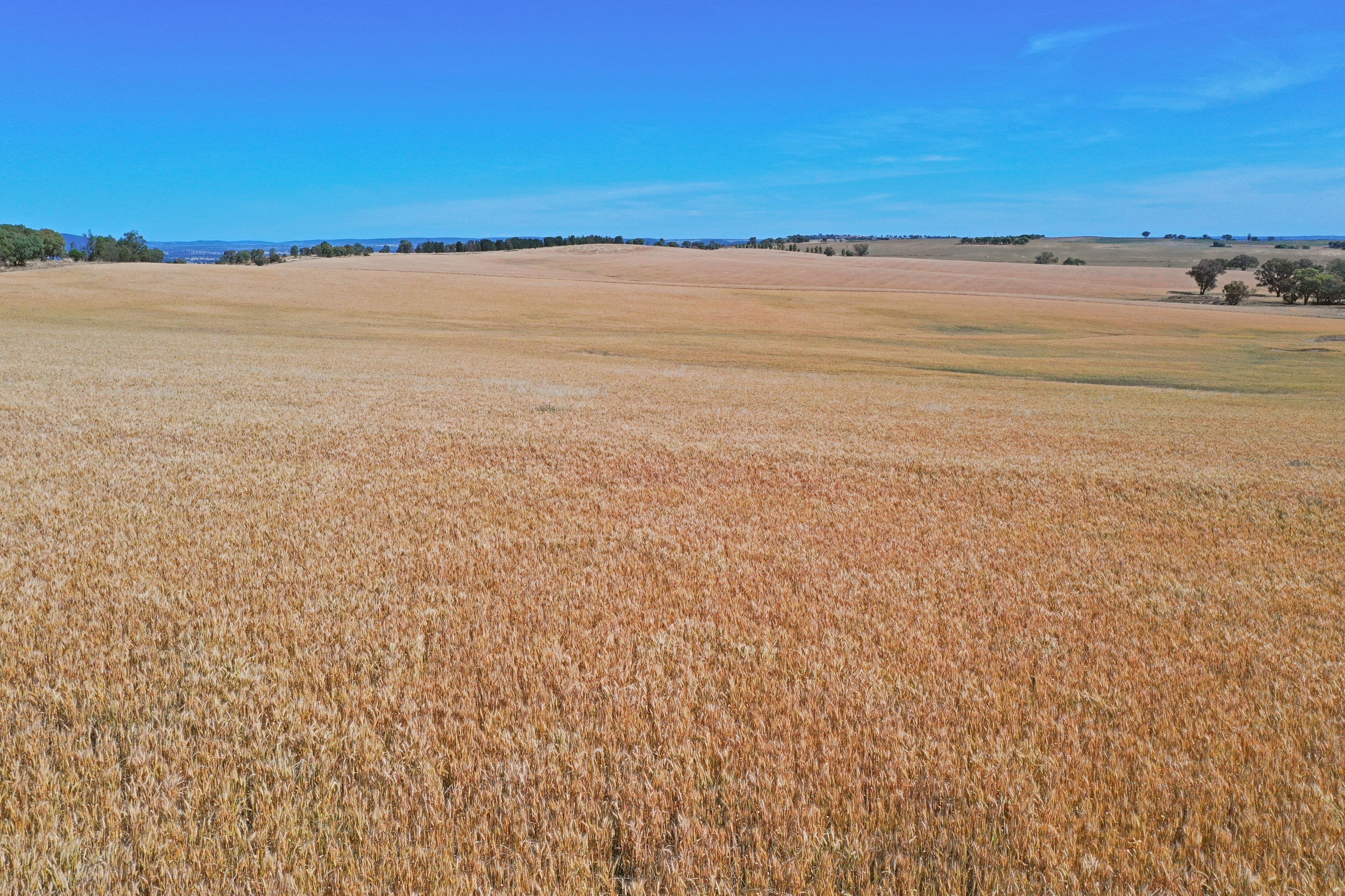 Young NSW 2594, Young - Thumbnail 7