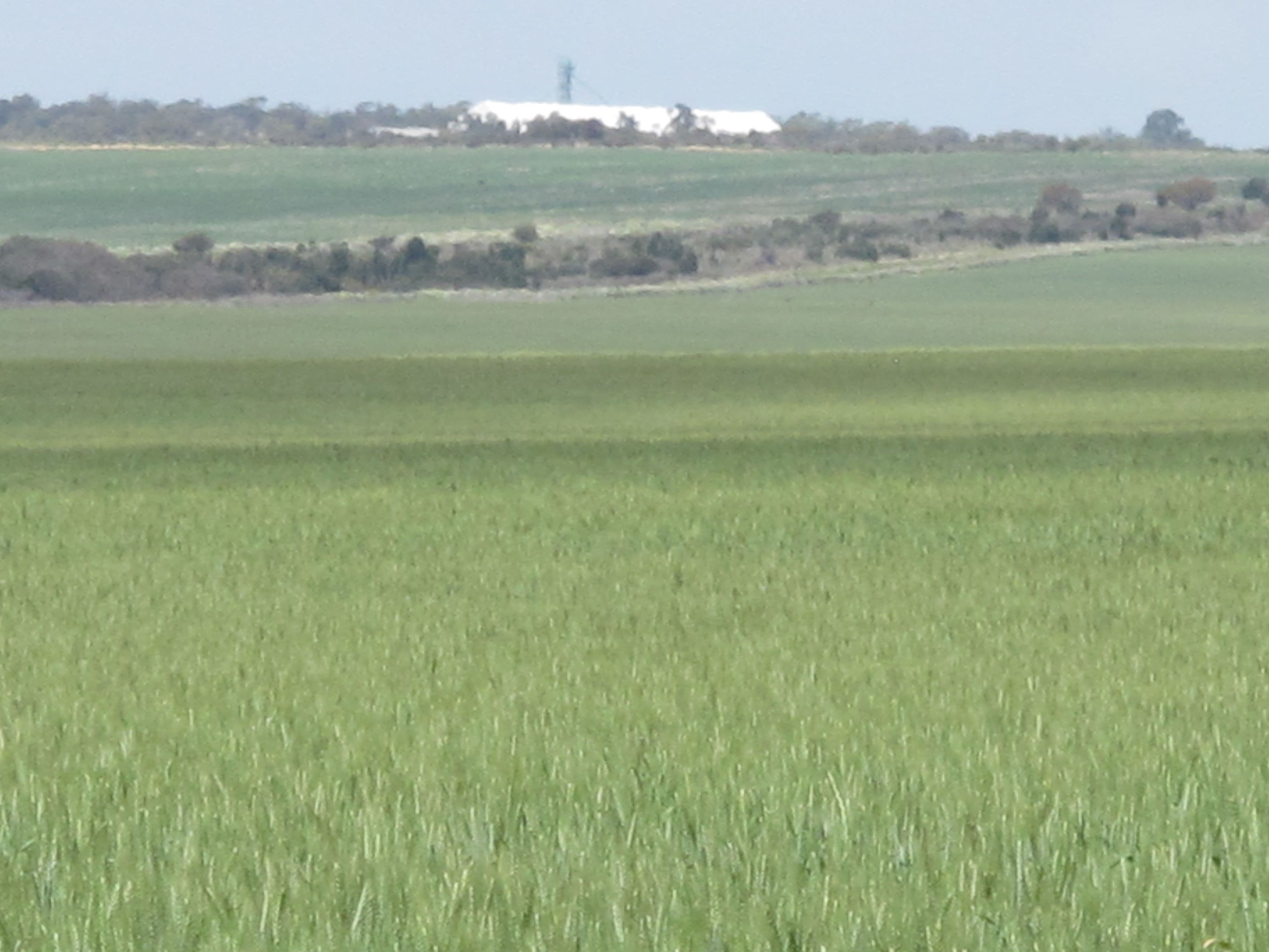 Balannada Farm Marchagee, COOROW WA 6515, Coorow - Thumbnail 3