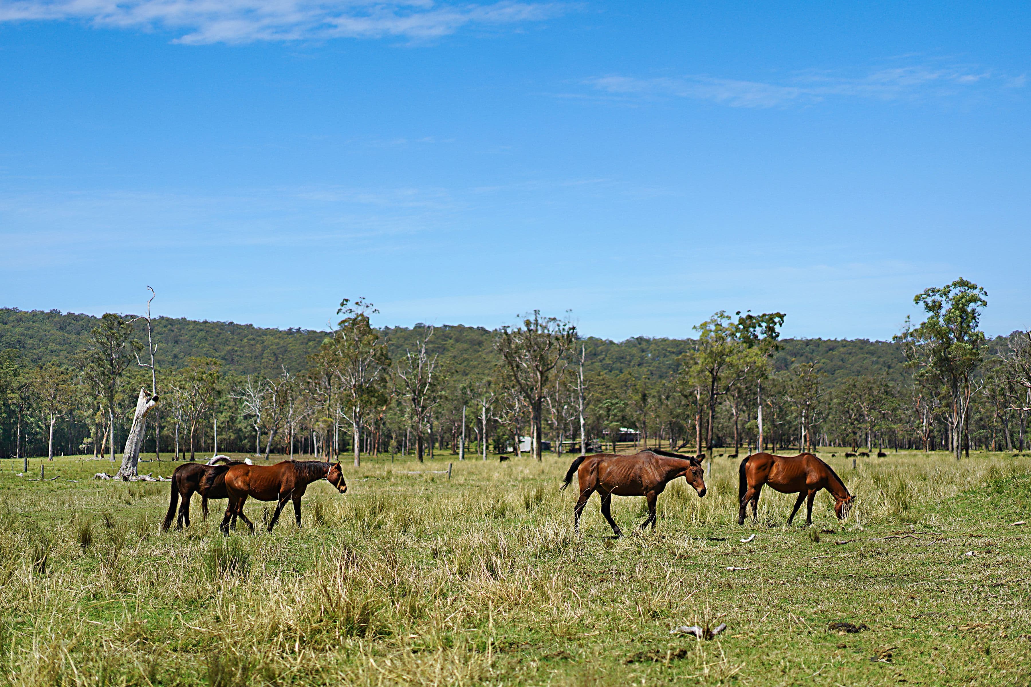 230 Crooks Road, Mandalong NSW 2264, Mandalong - Thumbnail 3