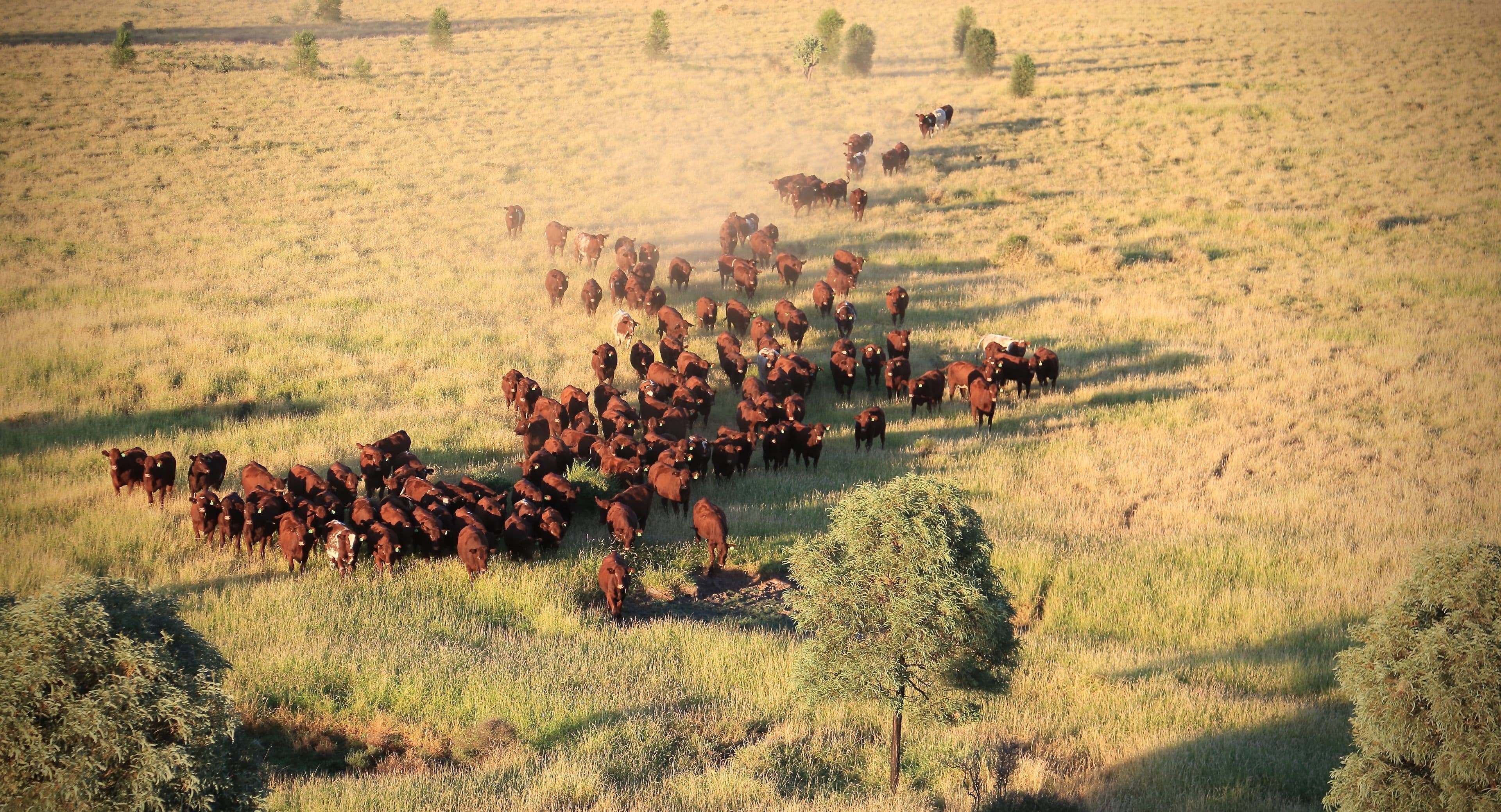 Condamine QLD 4416, Condamine - Image 1