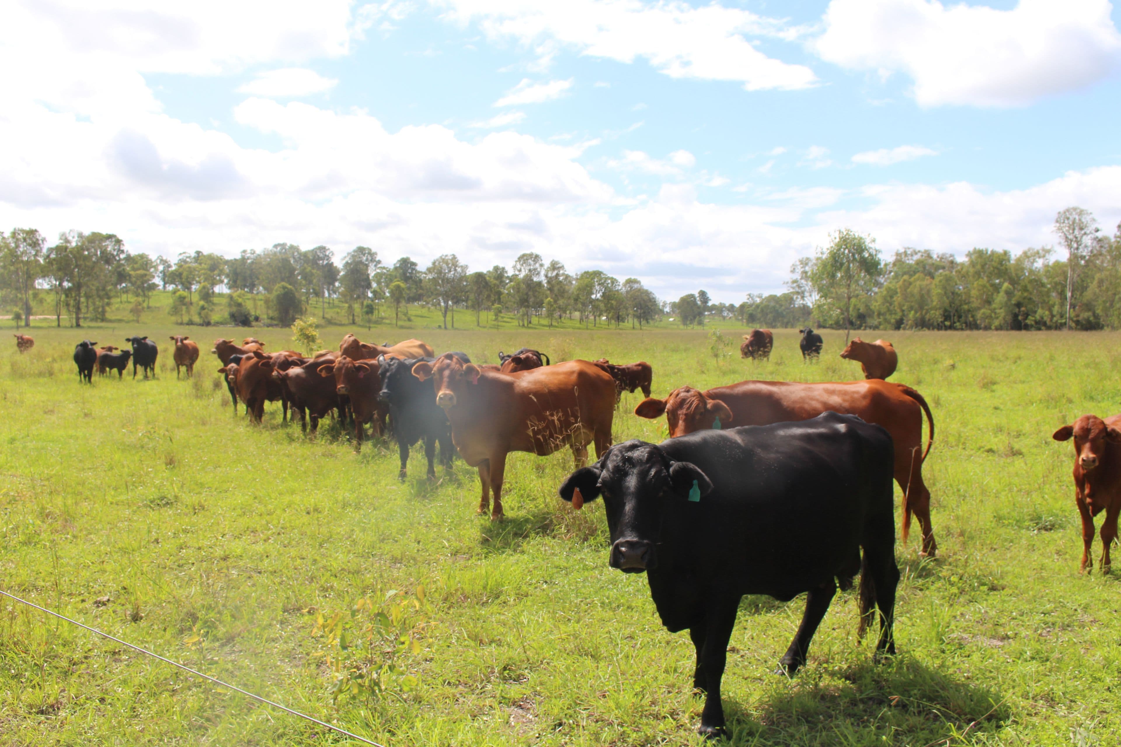 2956 Gympie Woolooga Road, Lower Wonga QLD 4570, Lower Wonga - Thumbnail 3