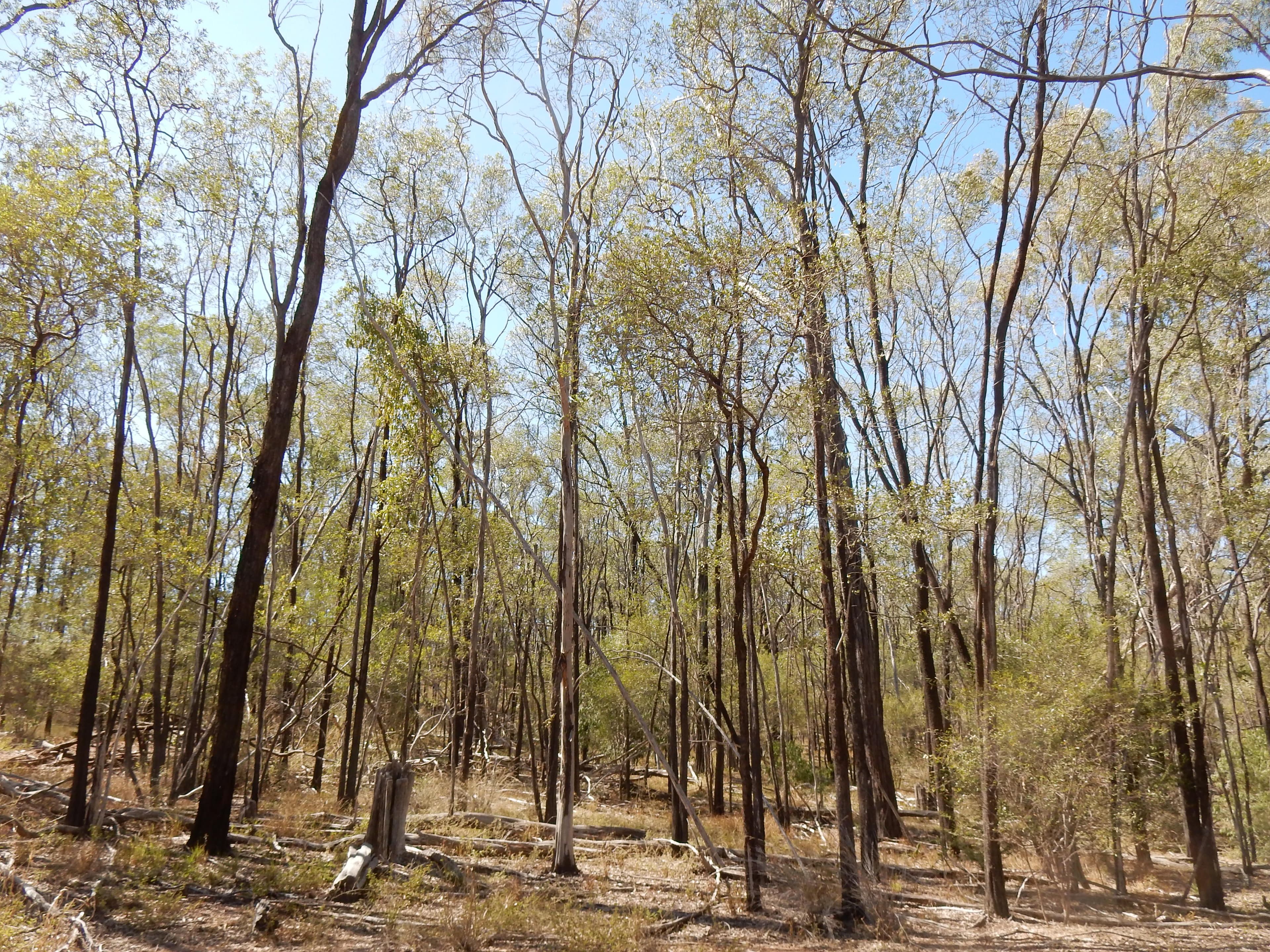 Goovigen QLD 4702, Goovigen - Thumbnail 5