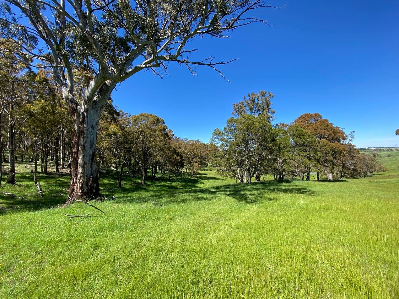 1696 Abercrombie Road, Black Springs NSW 2787, Black Springs - Thumbnail 6