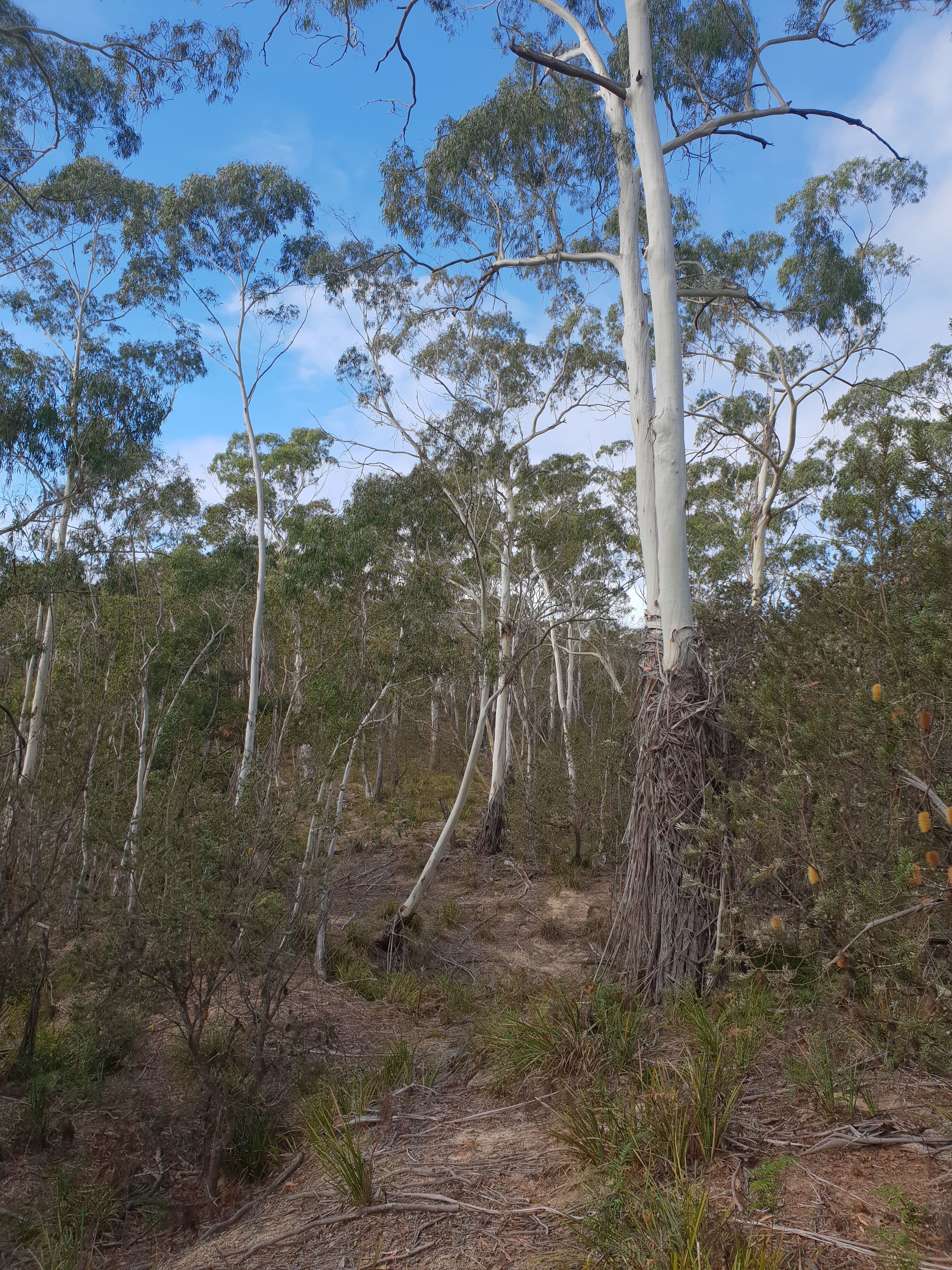 1821 Cooma Road, Bendoura NSW 2622, Bendoura - Thumbnail 4