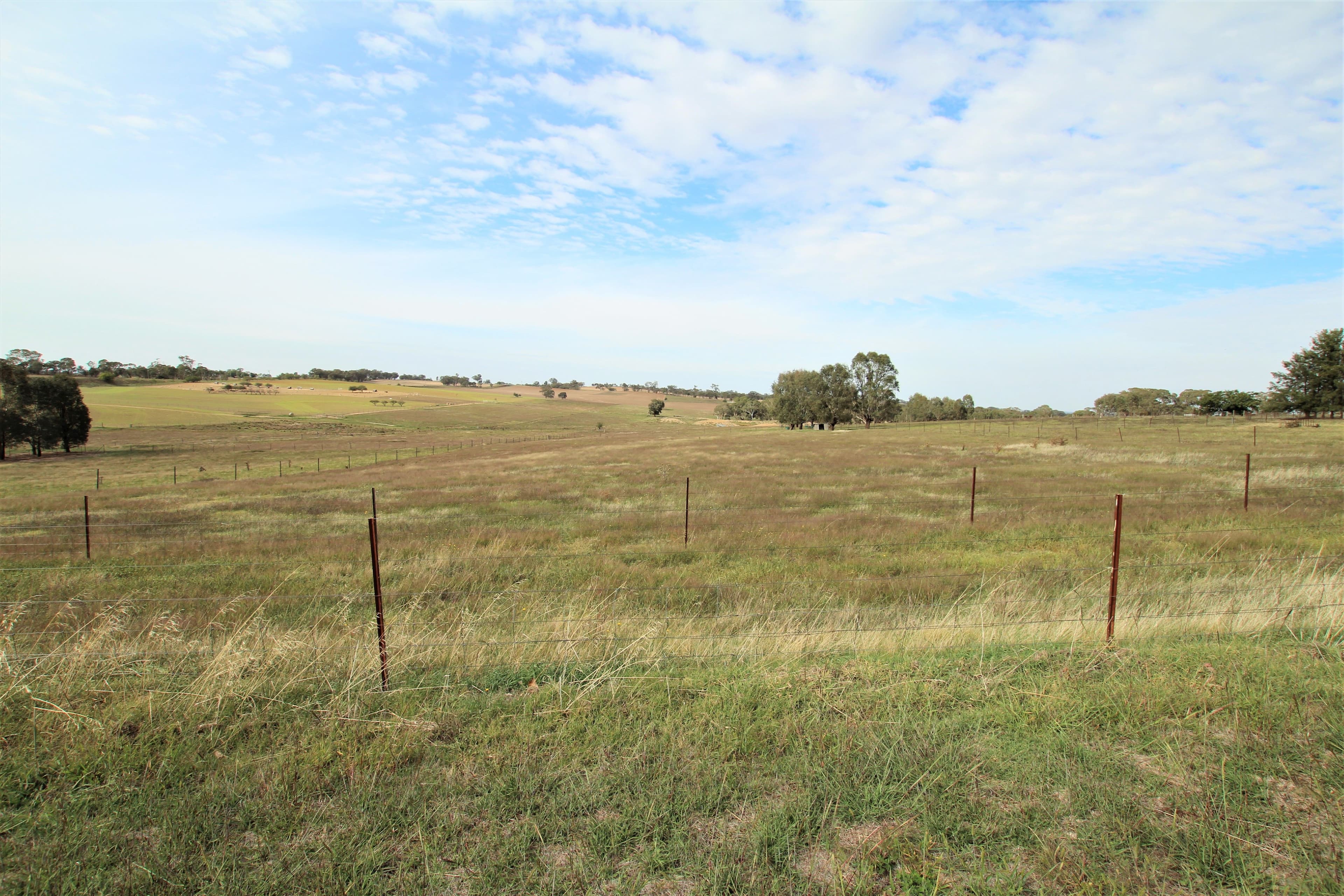 93 Prunevale Road Kingsvale, Young NSW 2594, Young - Thumbnail 6