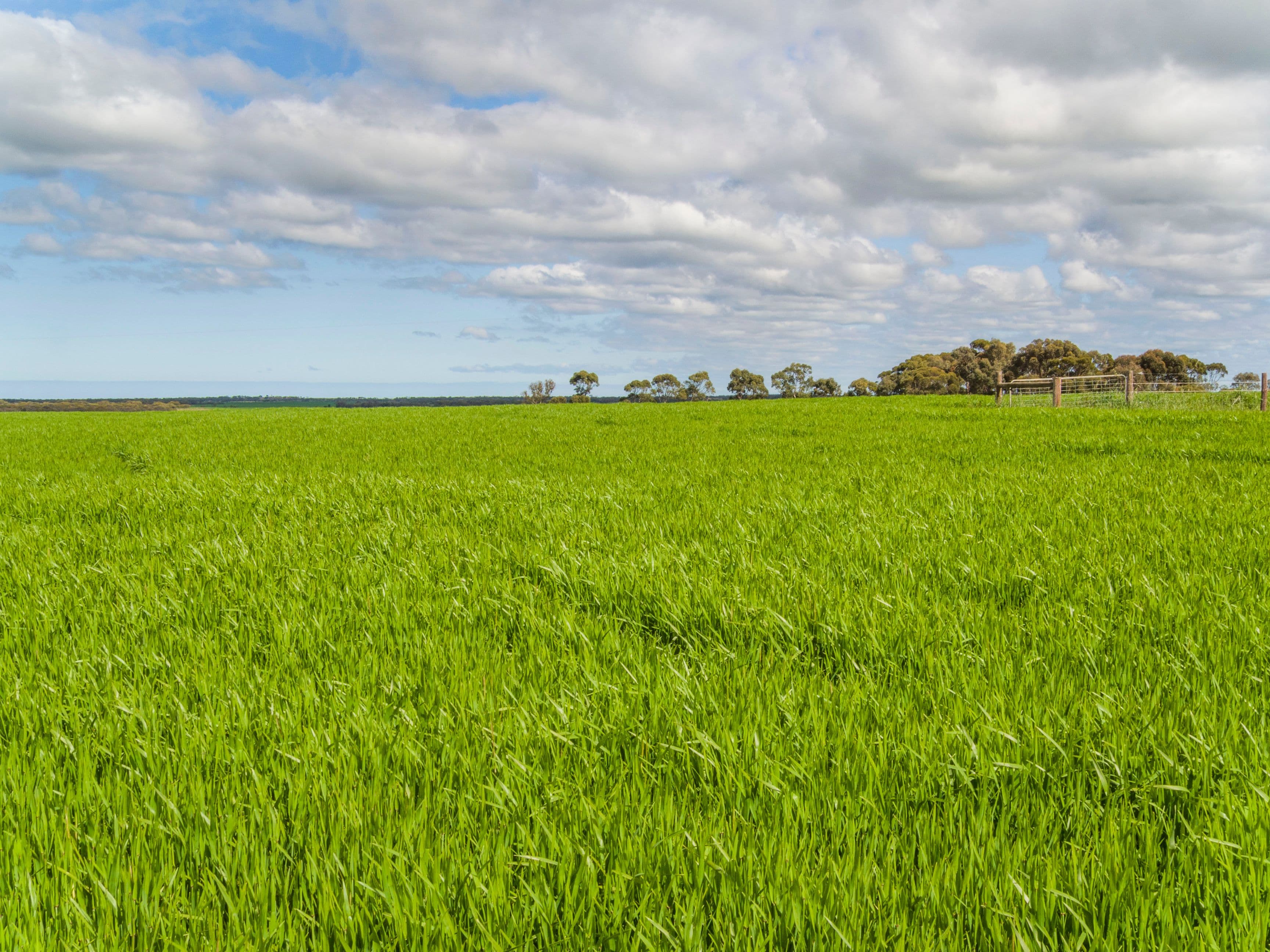 'Dieners' - Lot 1176 Longs Road, Woods Point SA 5253, Woods Point - Thumbnail 2