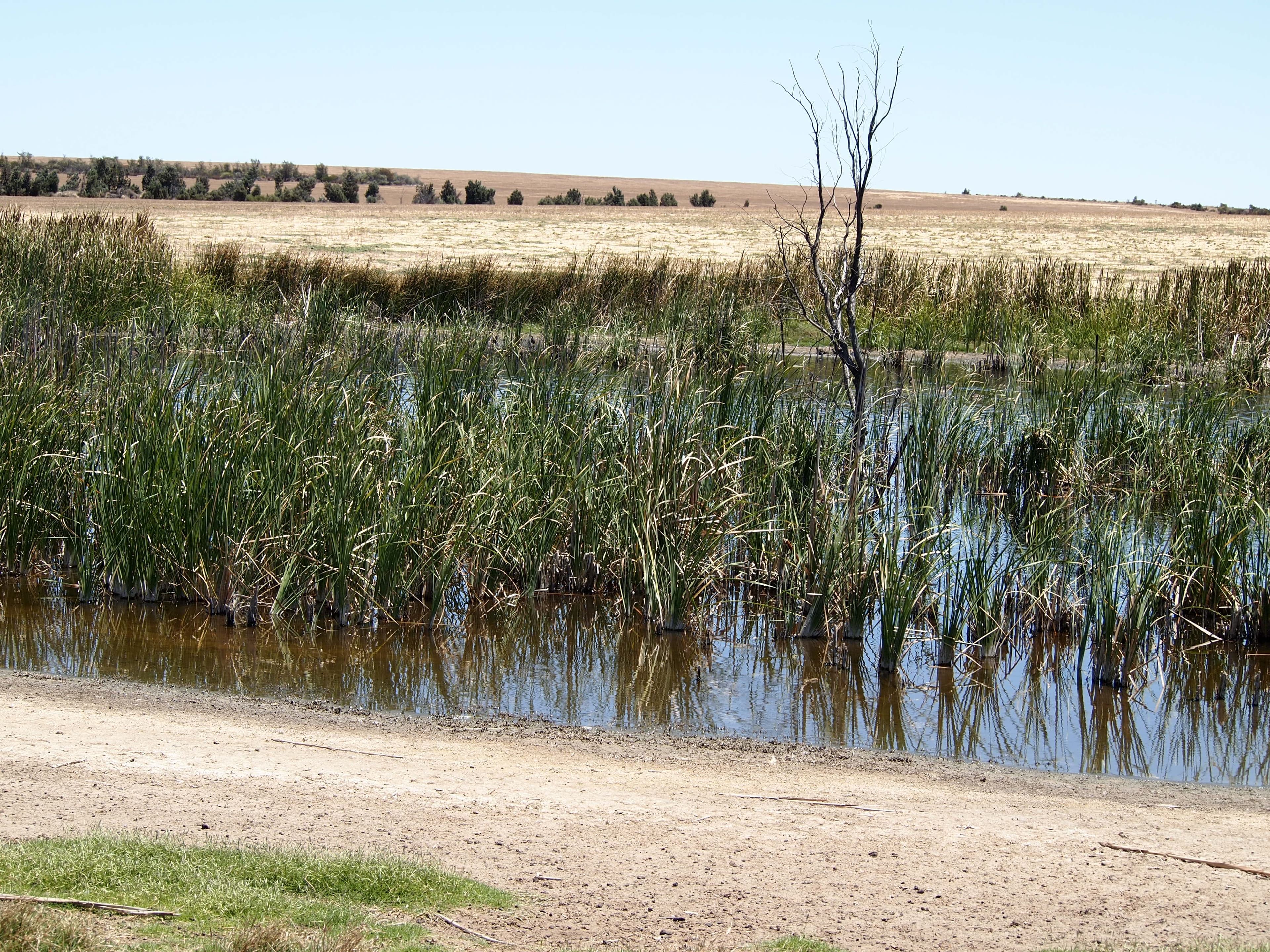 500 Dalwallinu West Road, Dalwallinu WA 6609, Dalwallinu - Thumbnail 6