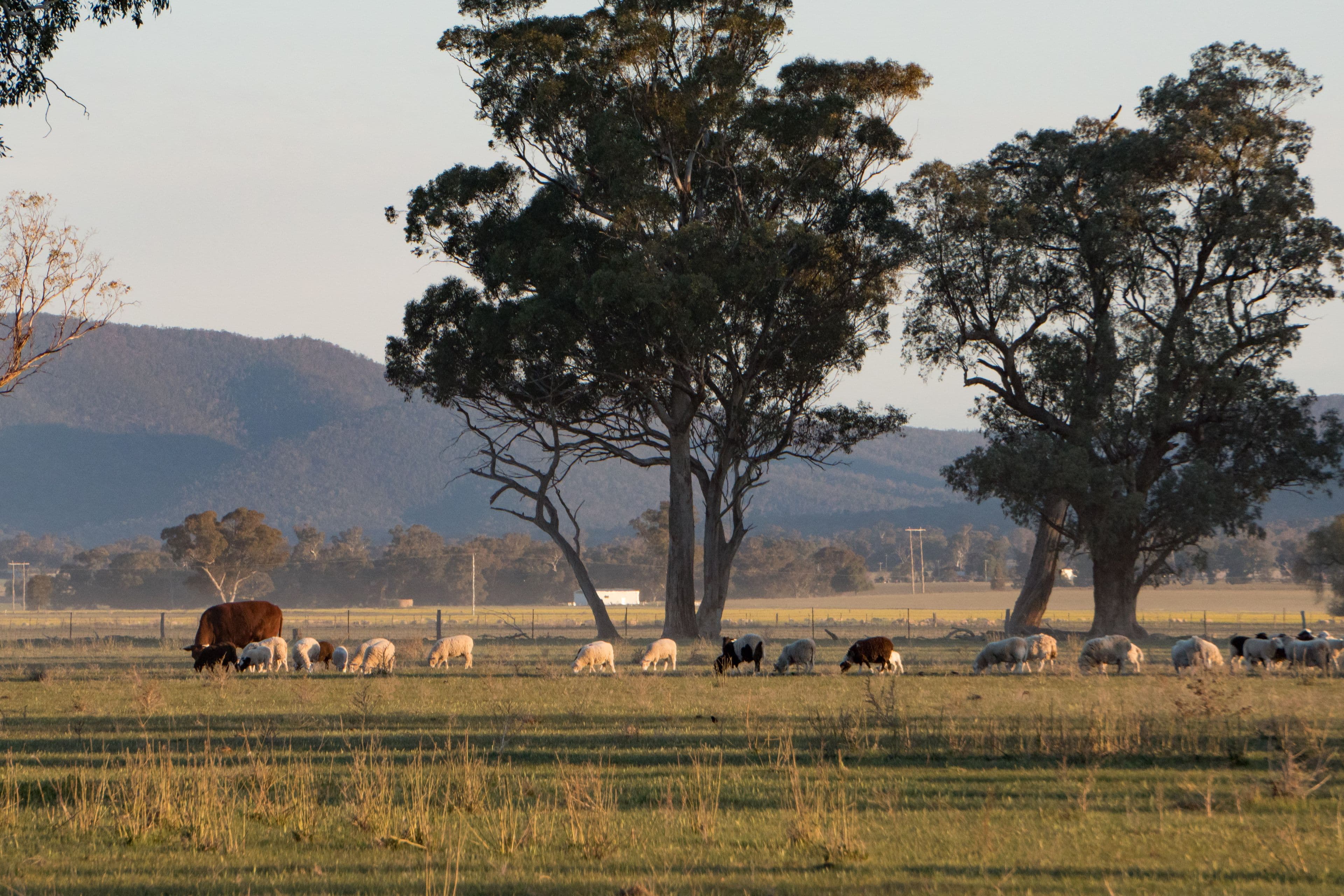 4259 Lachlan Valley Way, Gooloogong NSW 2805, Gooloogong - Thumbnail 5