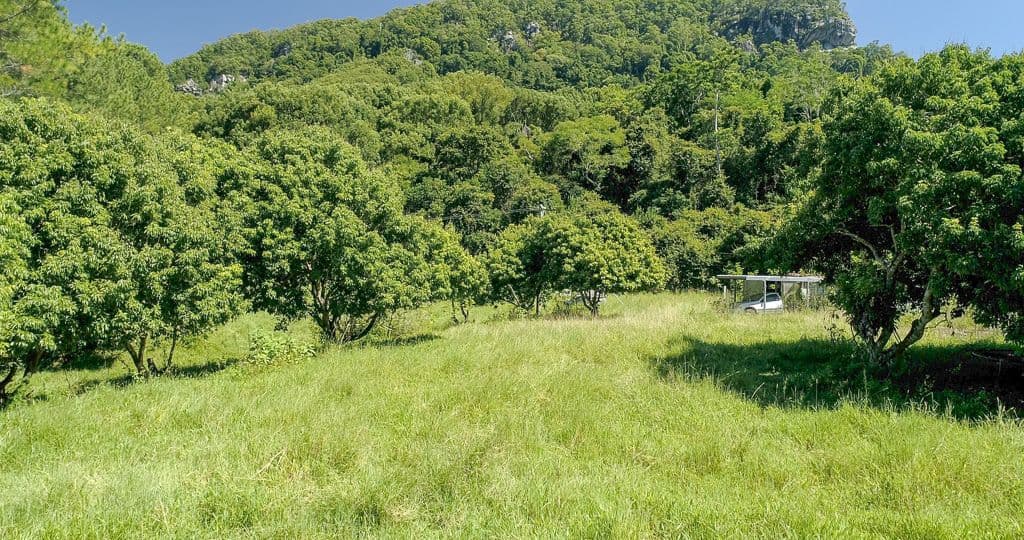 884 Kyogle Road, Mount Warning NSW 2484, Mount Warning - Thumbnail 4