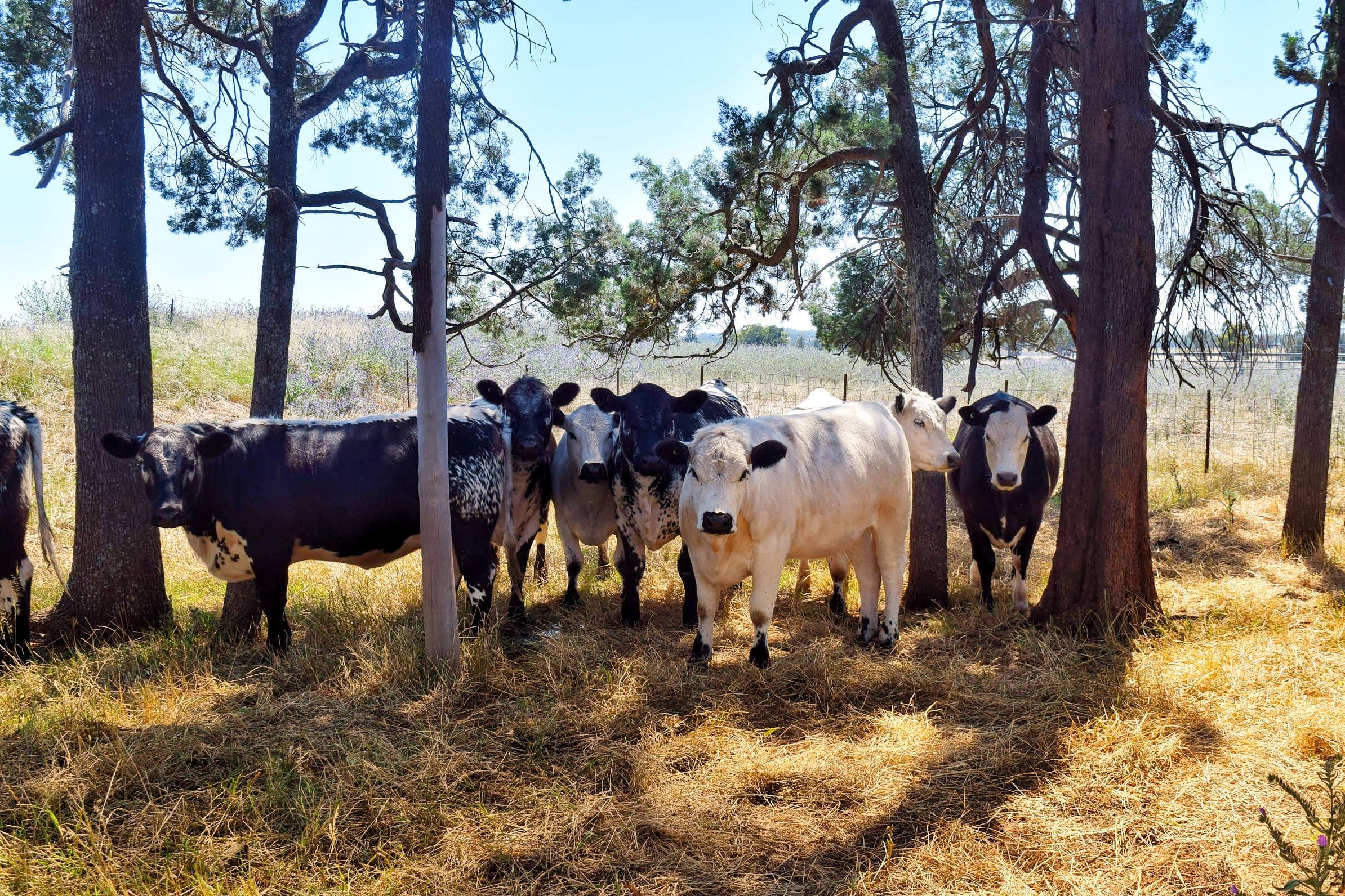 179 Mittons Lane 'Lorna Doone', Pinnacle NSW 2810, Pinnacle - Thumbnail 5