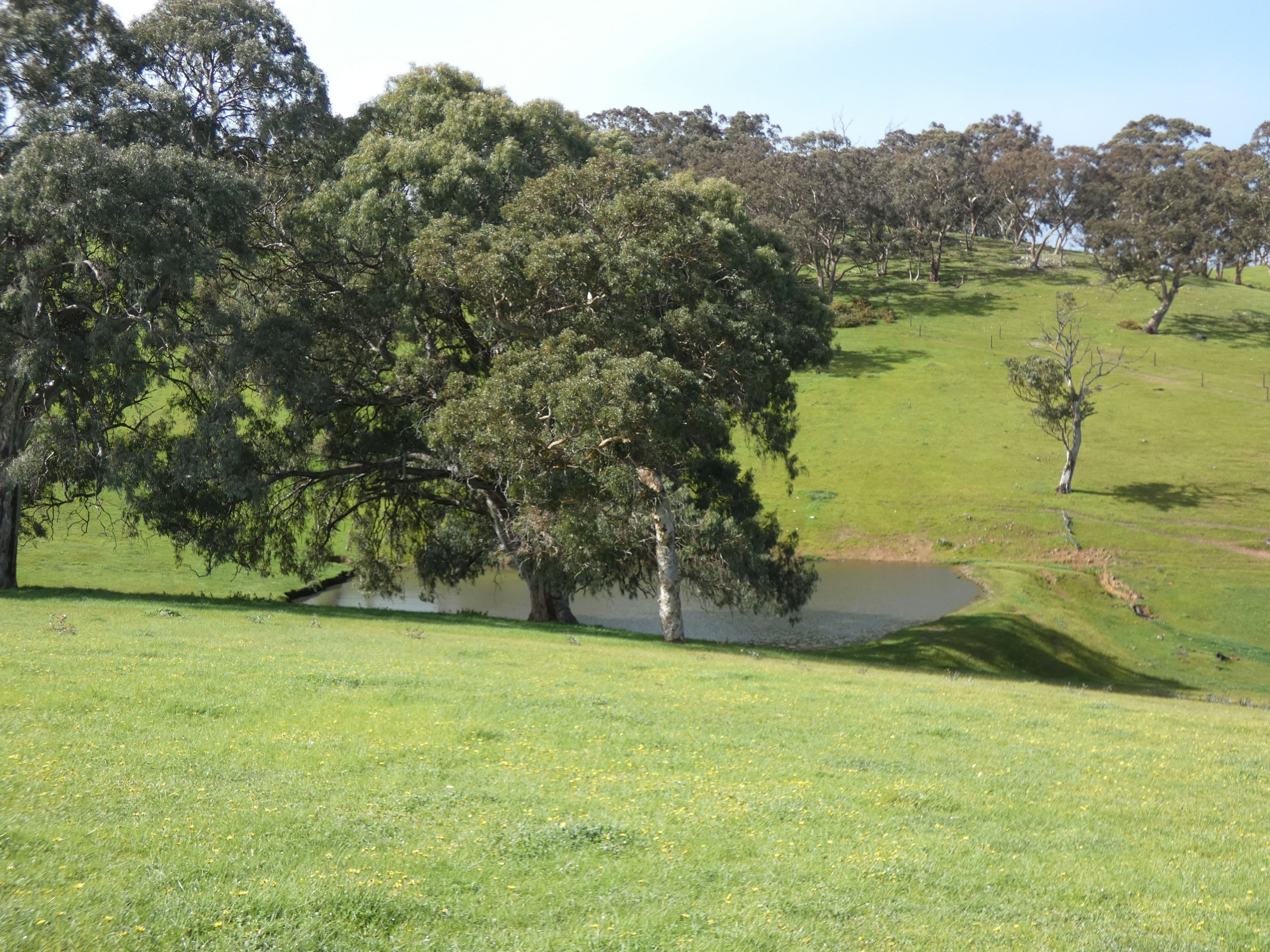 66 Nestor Road, Macclesfield SA 5153, Macclesfield - Thumbnail 3
