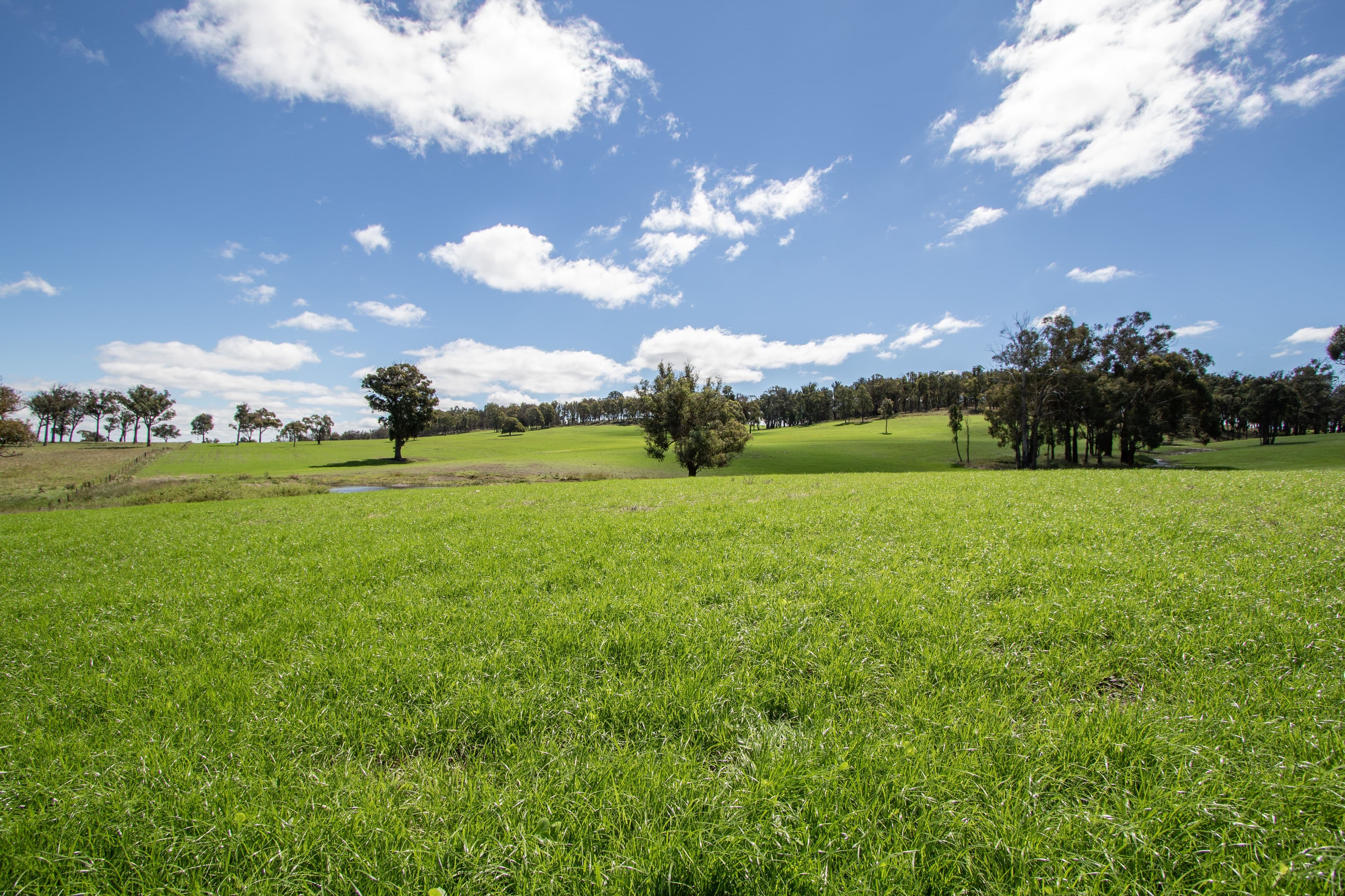 479 Whans Road, Llangothlin NSW 2365, Llangothlin - Thumbnail 3