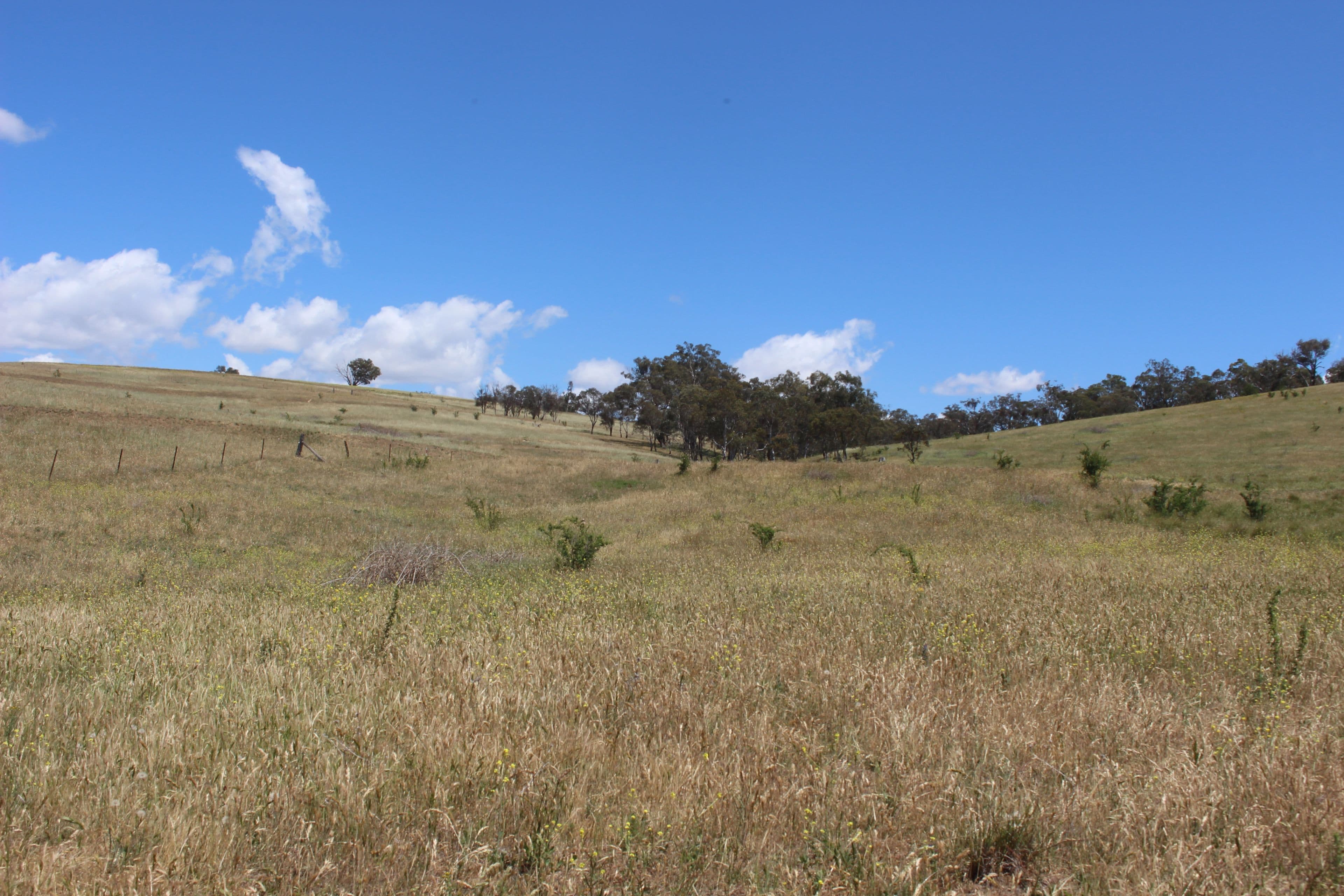 1503 Mitchell Highway, The Rocks NSW 2795, The Rocks - Thumbnail 2