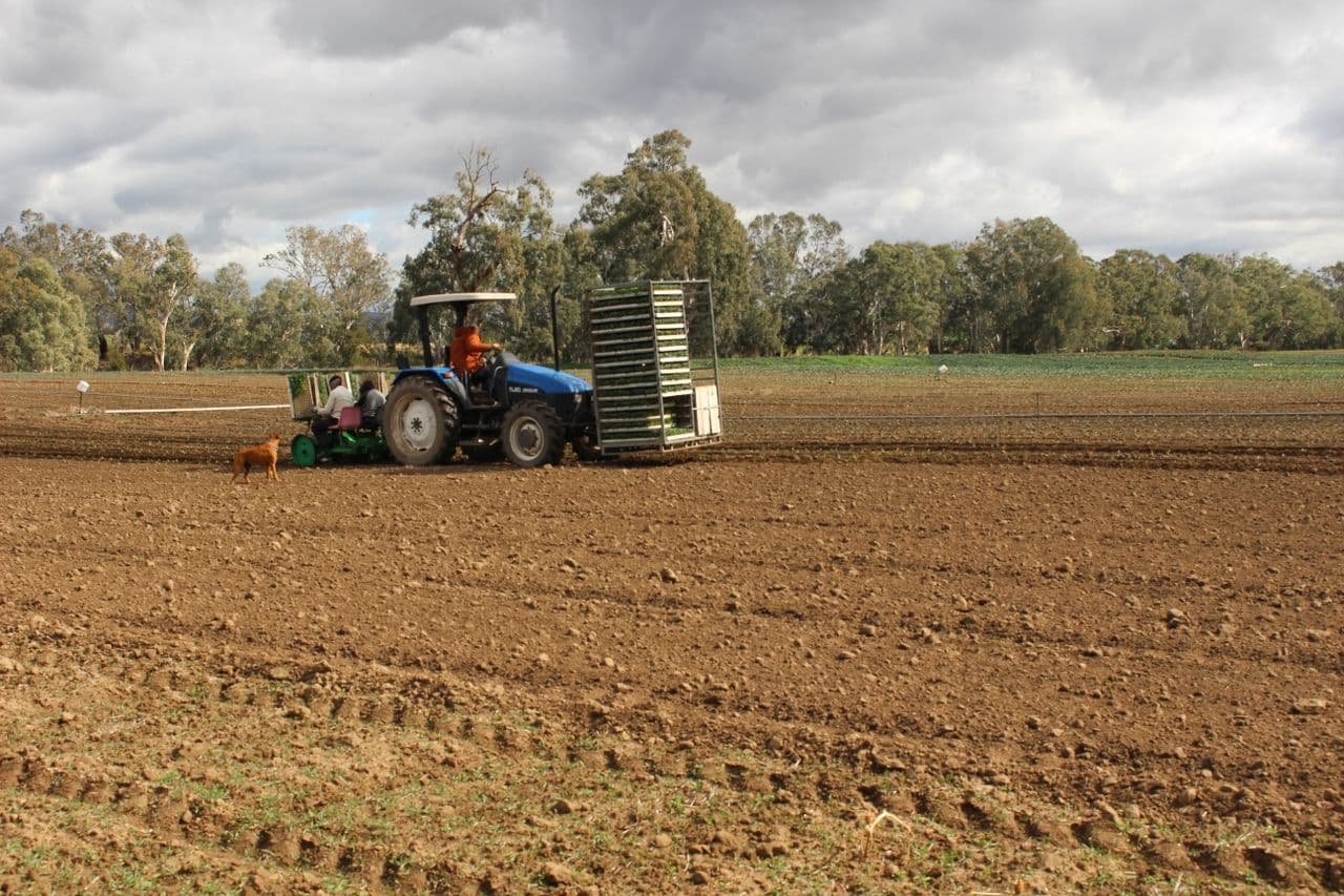 Canowindra NSW 2804, Canowindra - Image 1