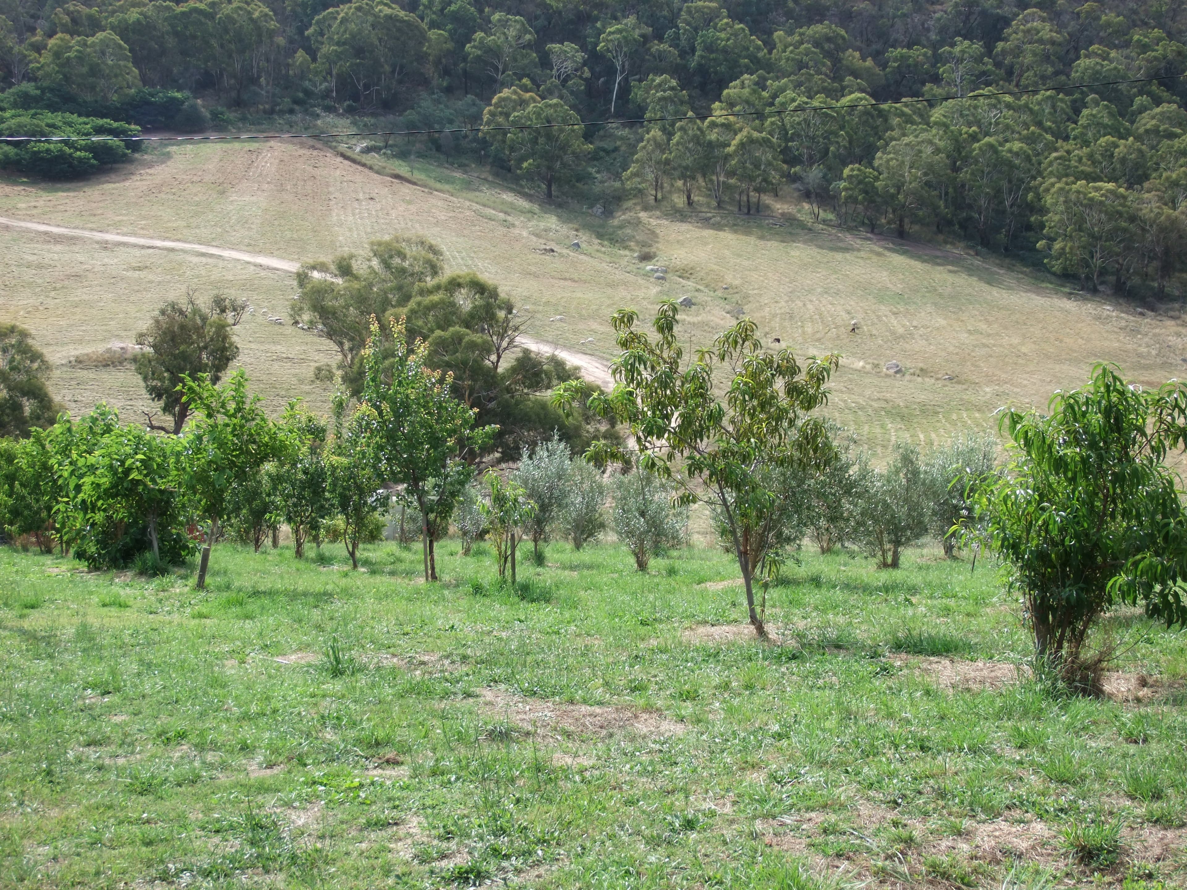 Tarana NSW 2787, Tarana - Thumbnail 6