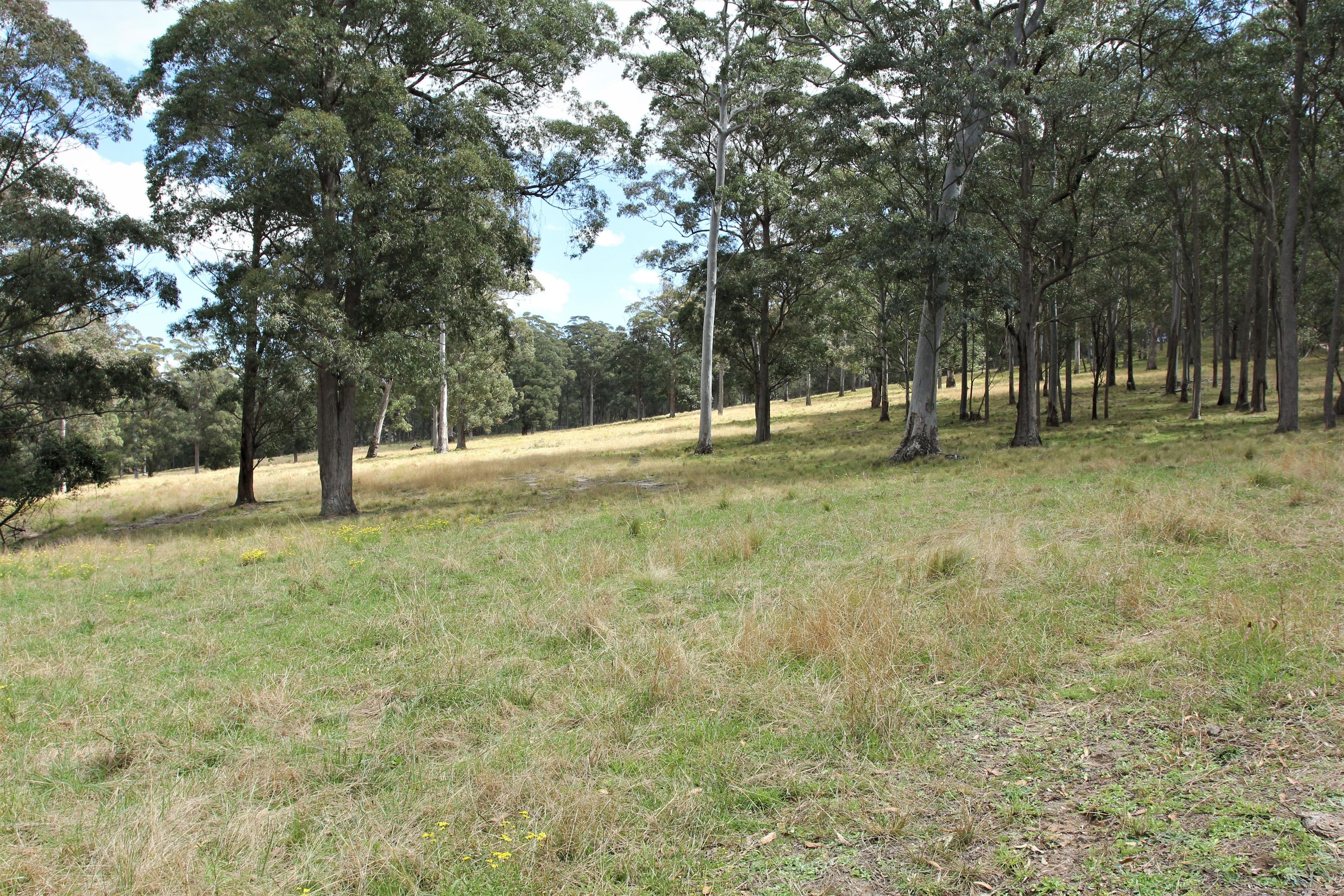 1394 Billirimba Road, Tenterfield NSW 2372, Tenterfield - Thumbnail 4