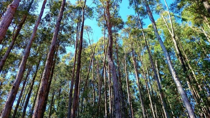 Nannup WA 6275, Nannup - Thumbnail 6