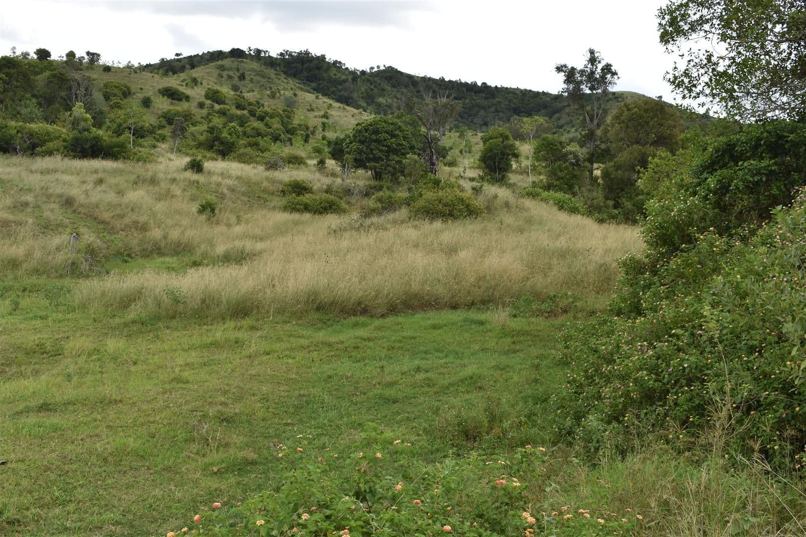 42 Ware Road, BRACEWELL QLD 4695, Bracewell - Thumbnail 2