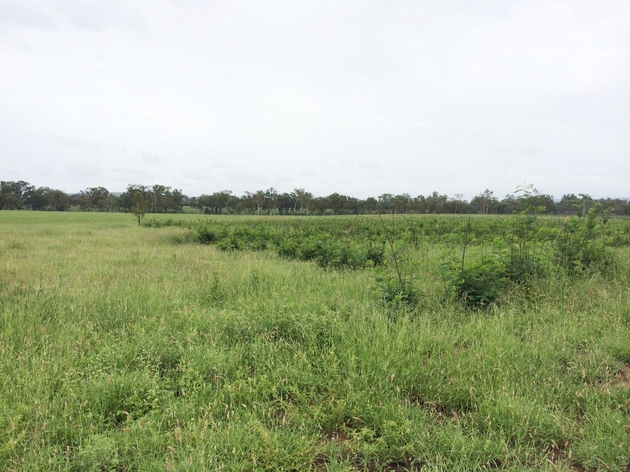 Lot 55 & 79 Burnett Highway, Eidsvold QLD 4627, Eidsvold - Image 1