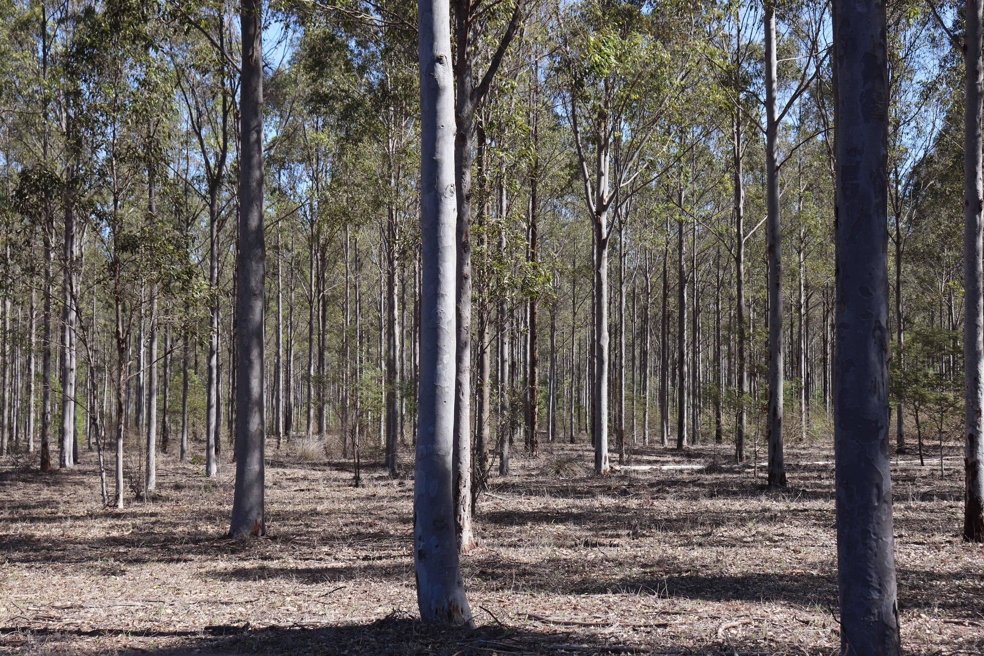 3 Offerings Top Gurgeena Road, Gurgeena QLD 4626, Gurgeena - Thumbnail 7