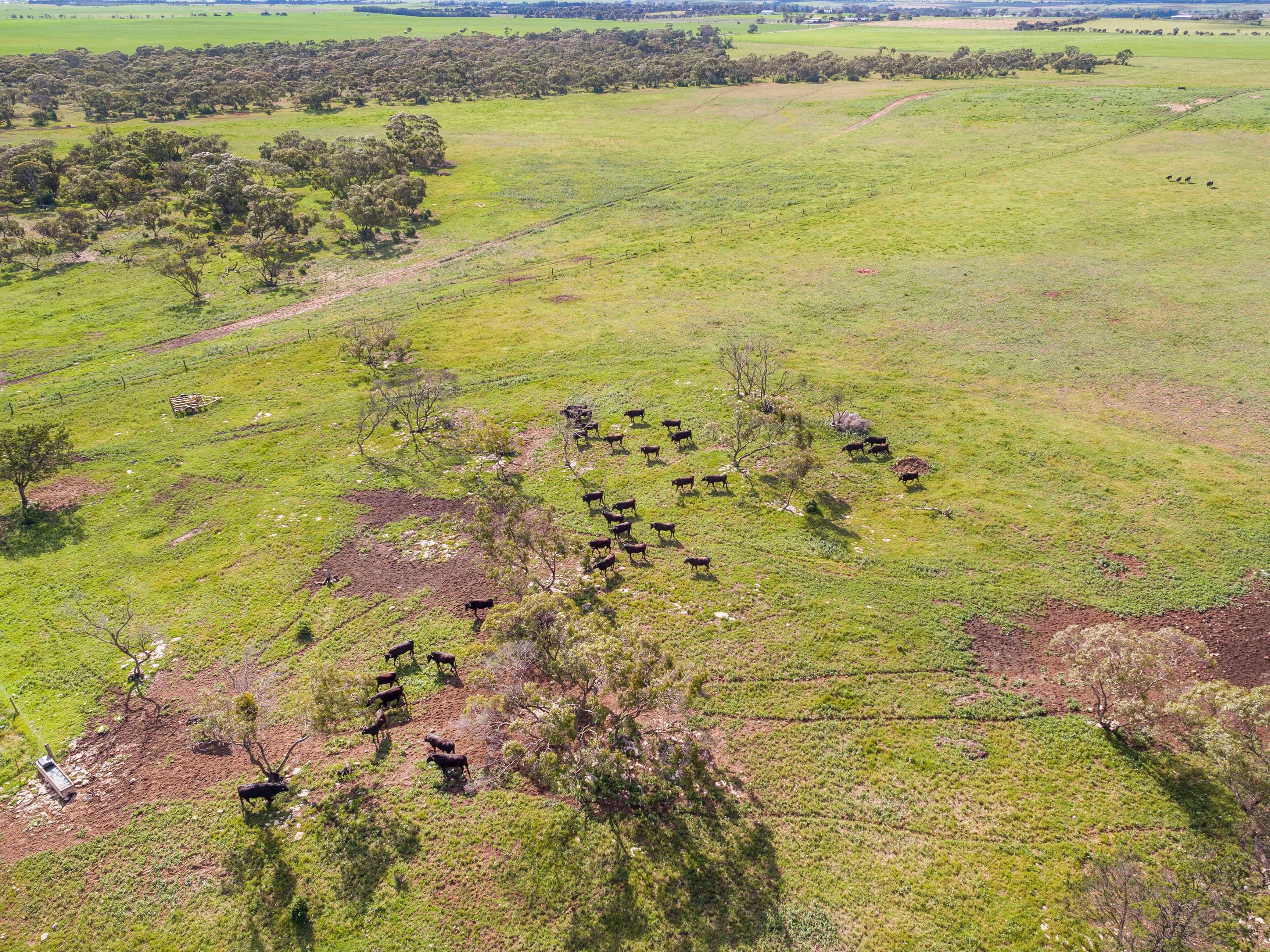 'Dieners' - Lot 1176 Longs Road, Woods Point SA 5253, Woods Point - Thumbnail 4