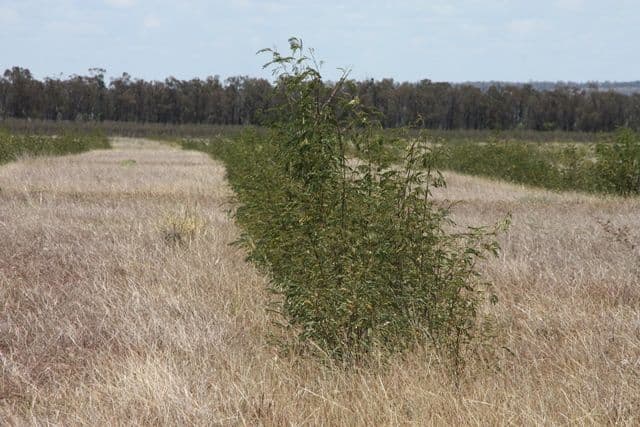 Jambin QLD 4702, Jambin - Thumbnail 6